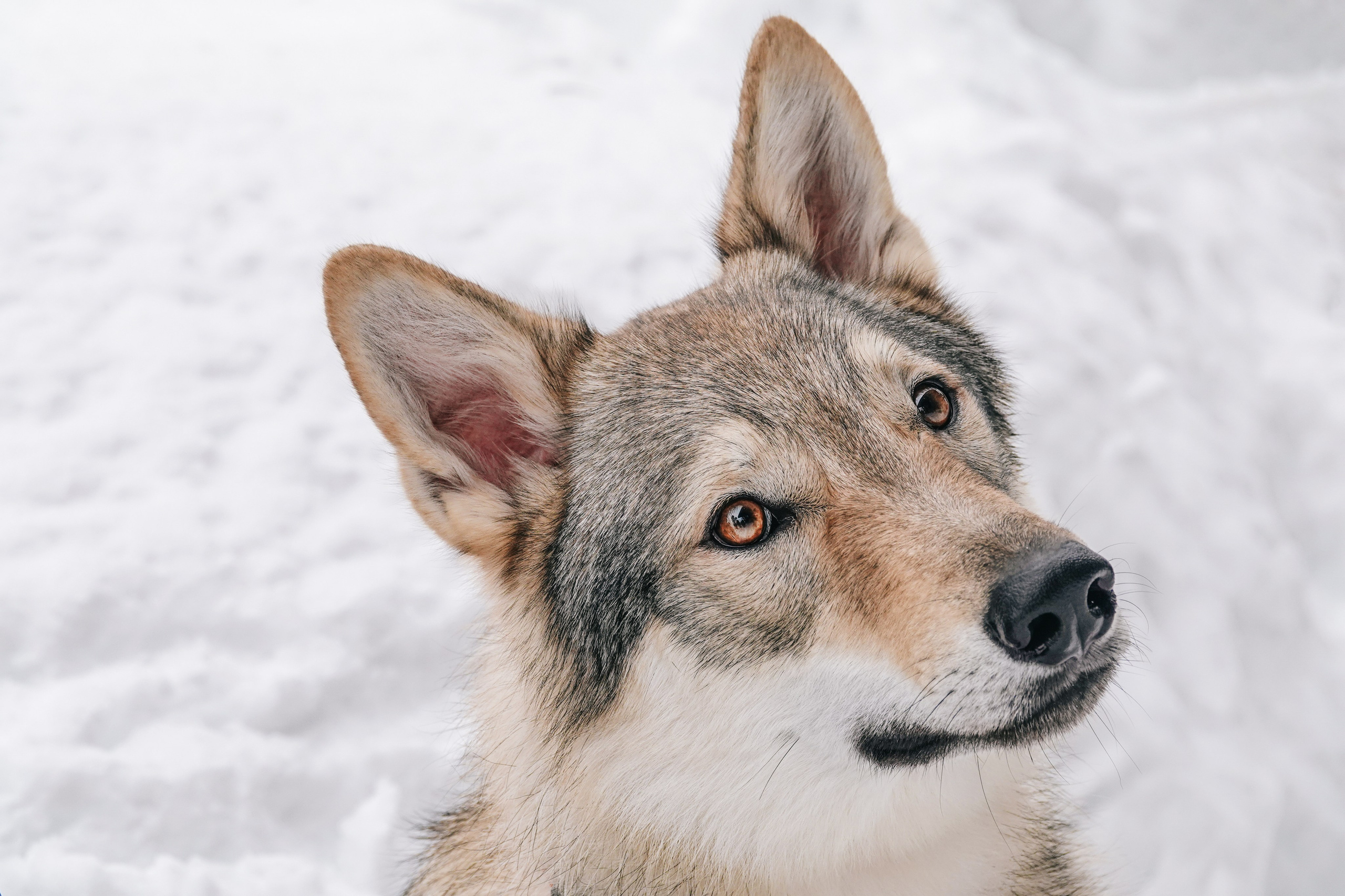 Волчьи старты. Фотограф-анималист в Москве Юлия Лайхо