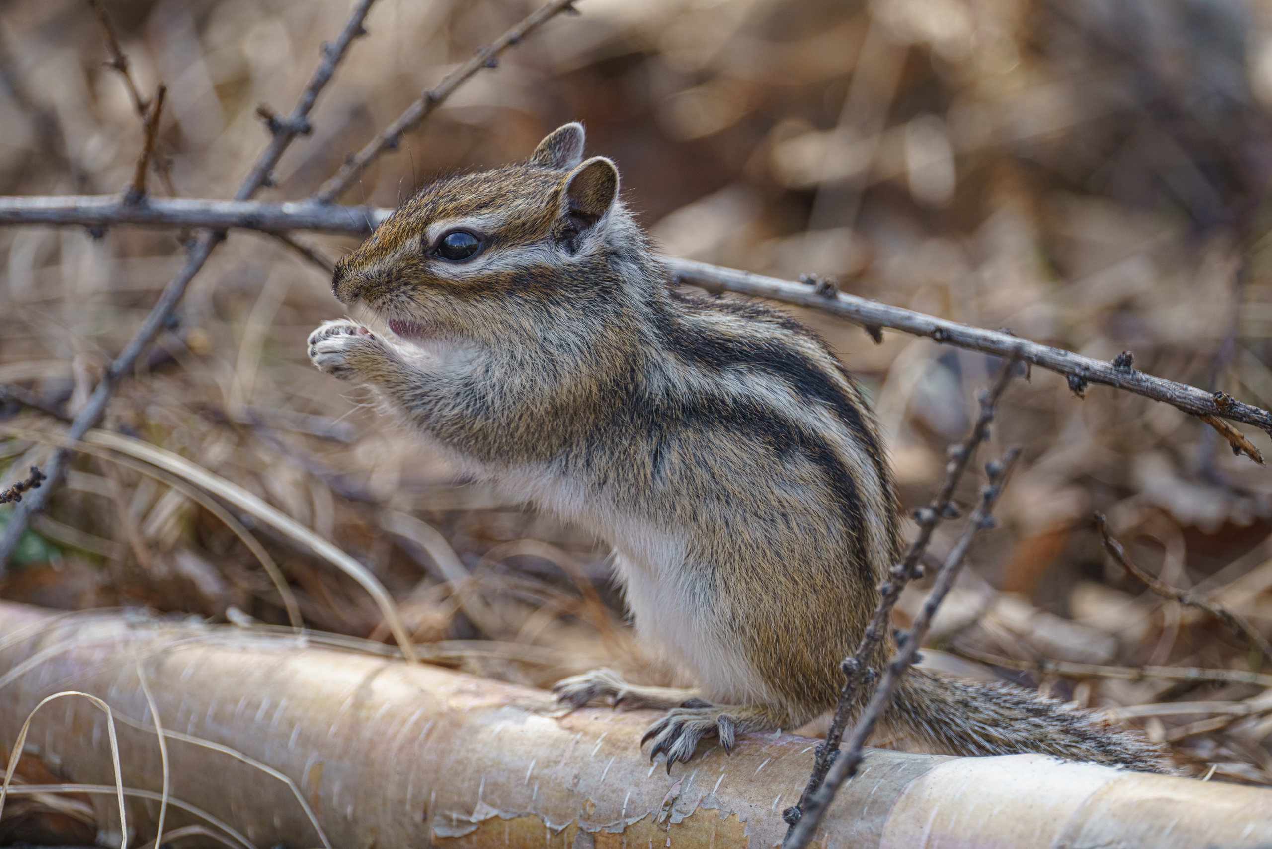 Чарские пески и Кодар