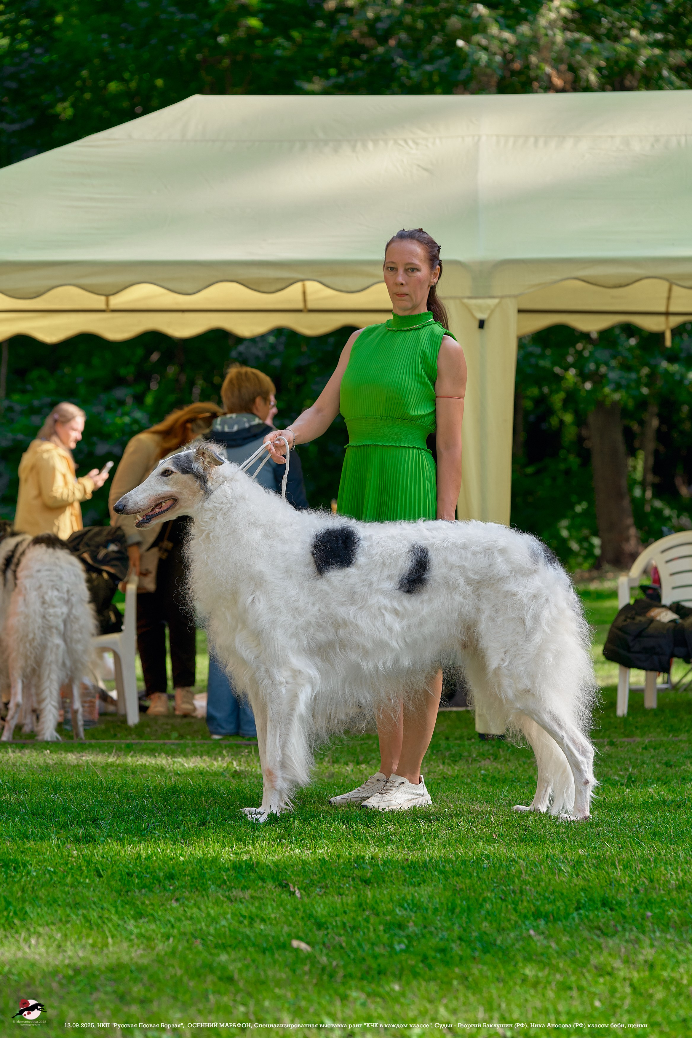 ОСЕННИЙ МАРАФОН | Специализированная выставка породы Русская Псовая Борзая ранг "КЧК в каждом классе"