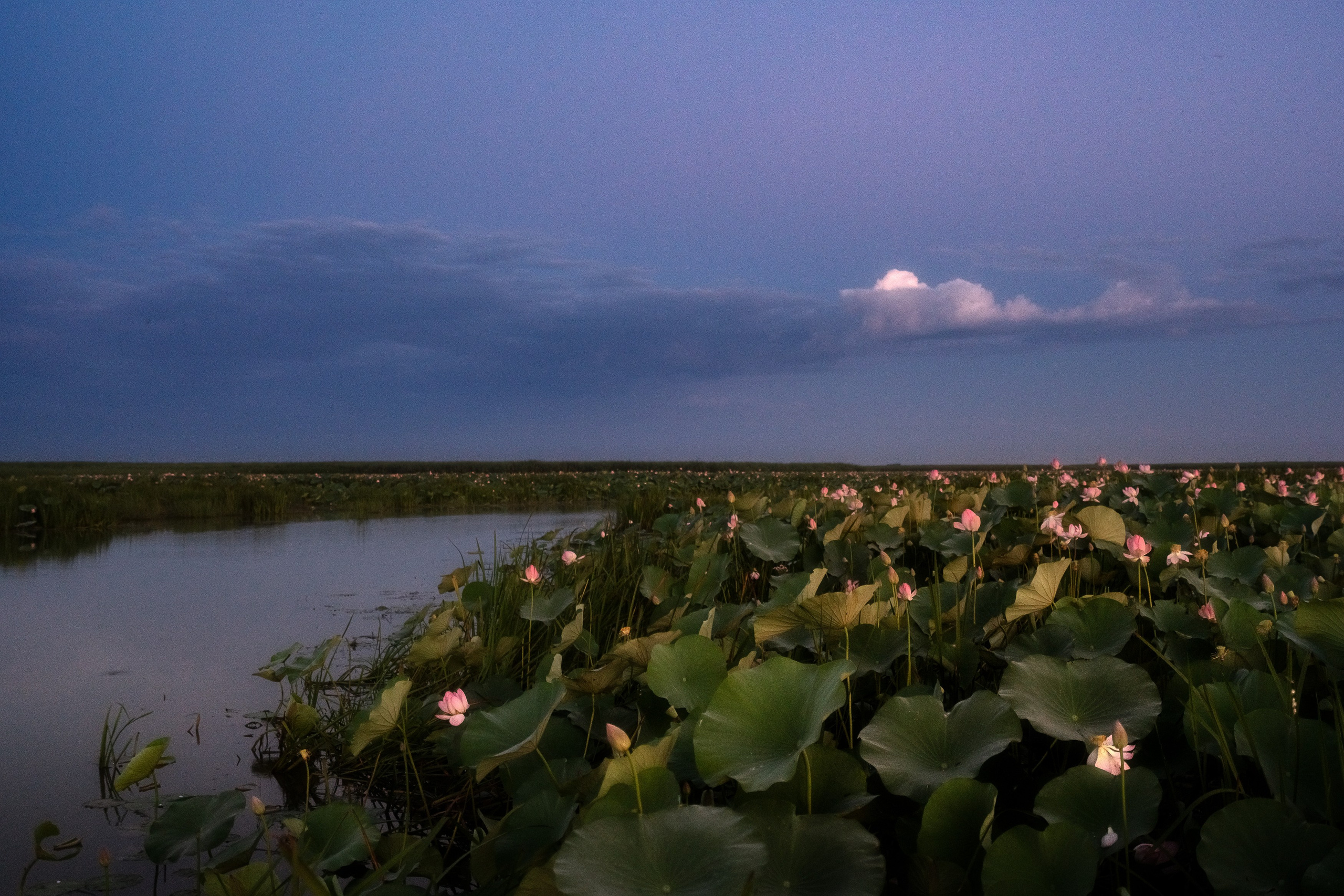 Барханы и лотосы. Июль–Август