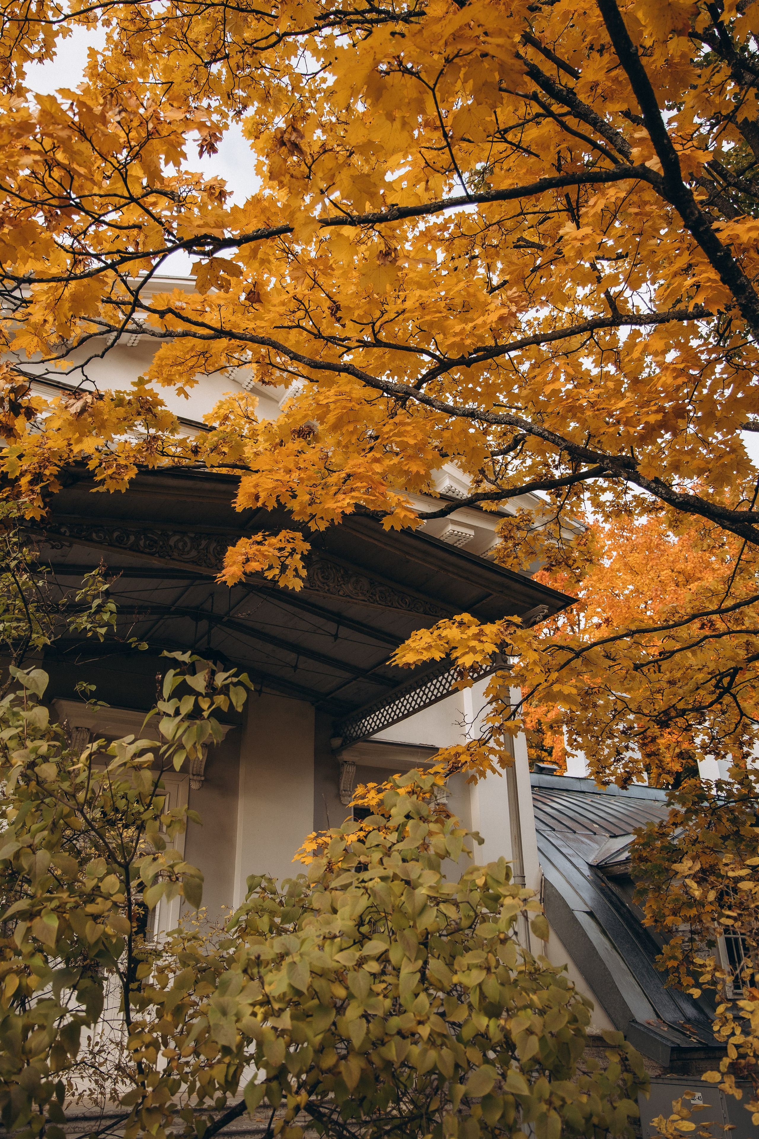 Лиза —осень