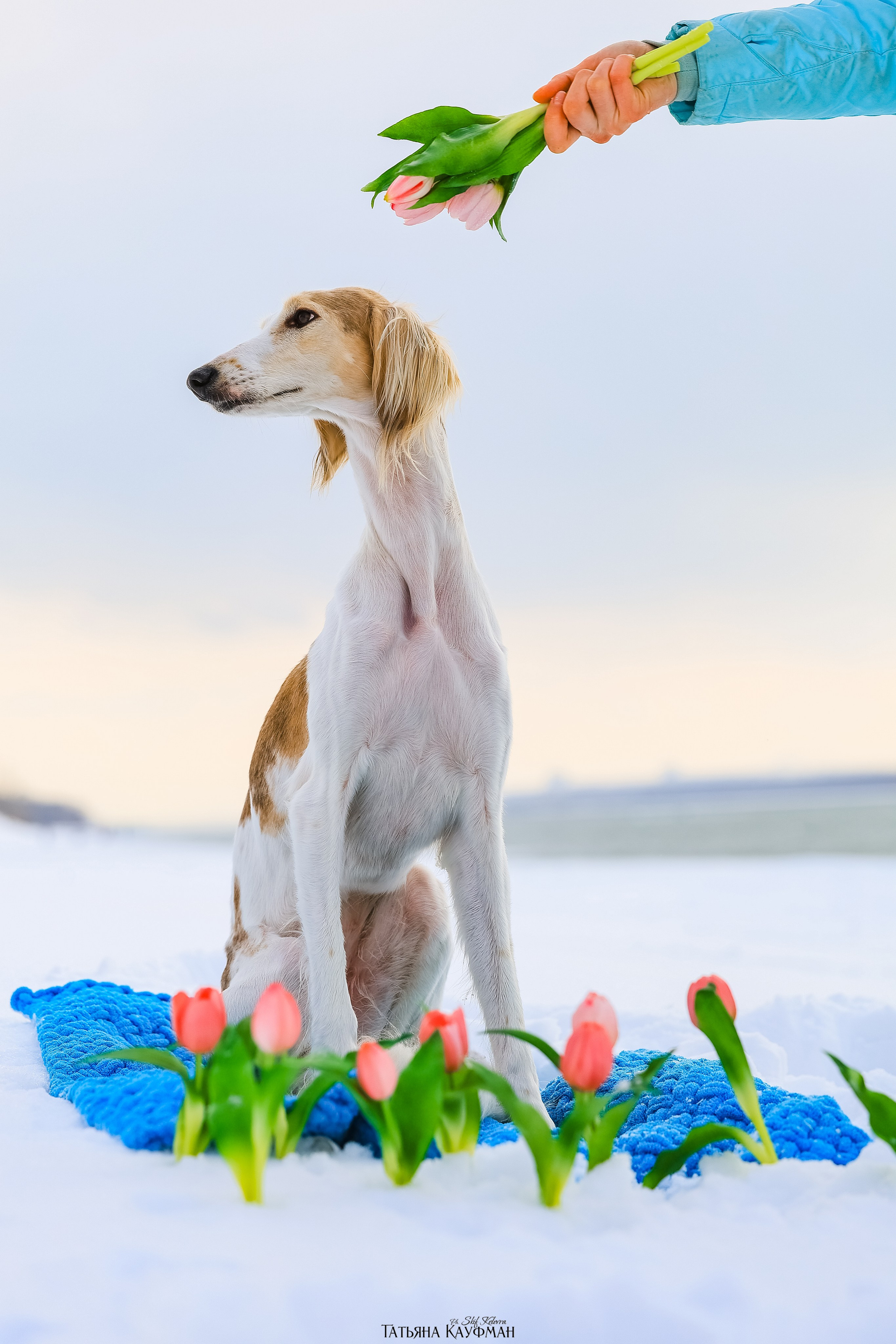 Салюки Флай и Лира. Фотограф Анималист из Новосибирска Татьяна Кауфман
