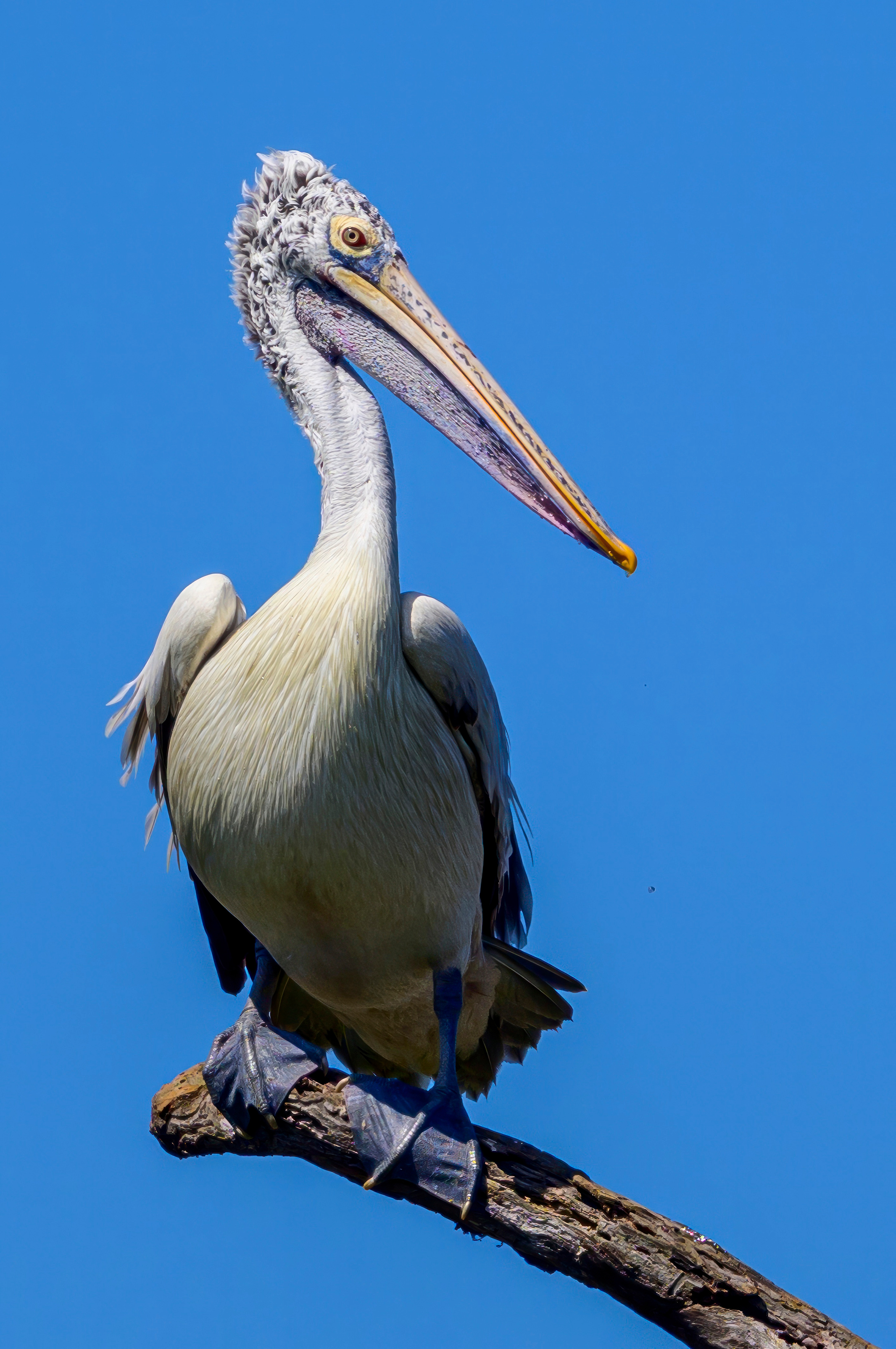 Анималистика. Фотограф Сергей Пупонин