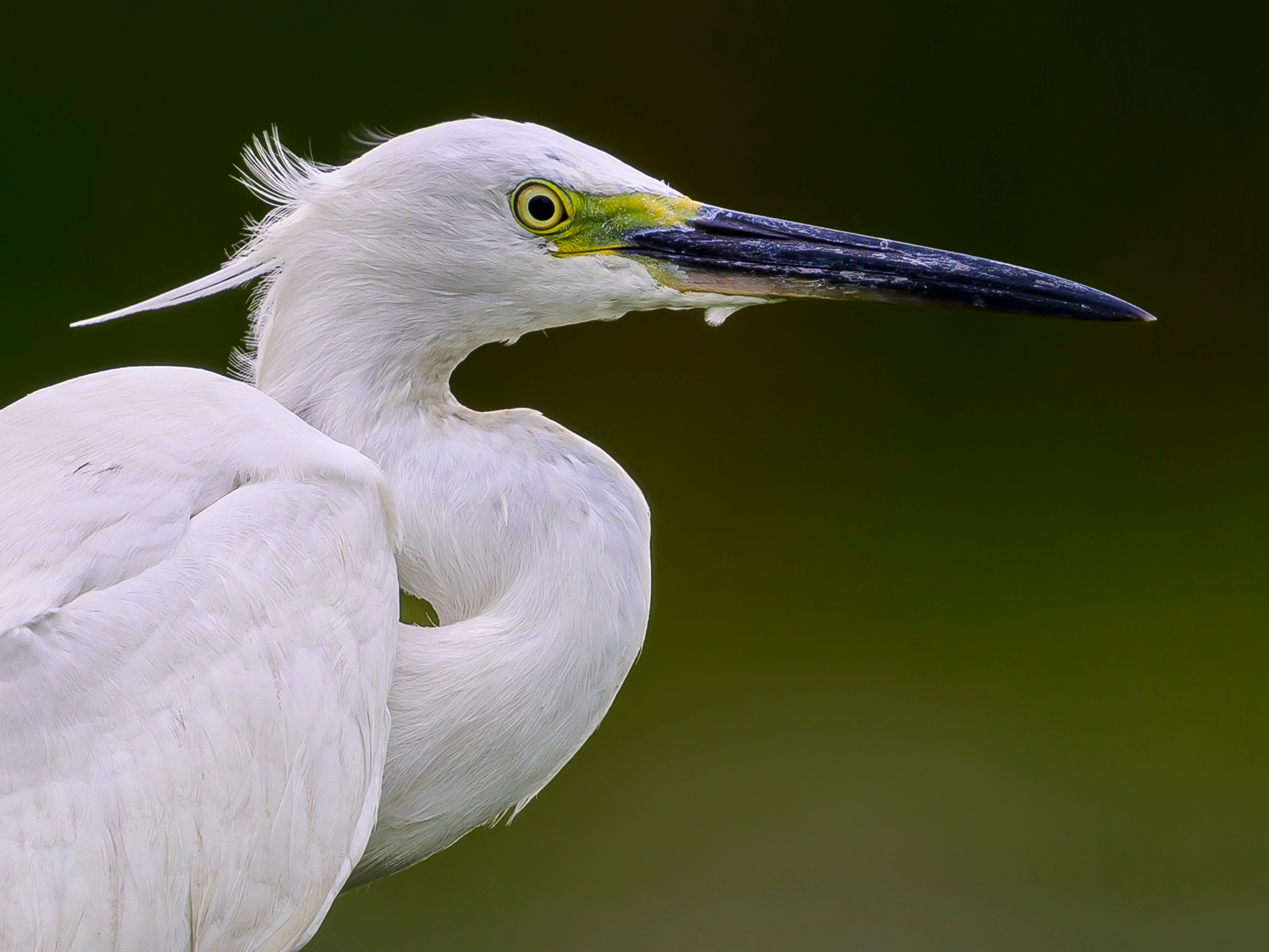 Анималистика. Фотограф Сергей Пупонин