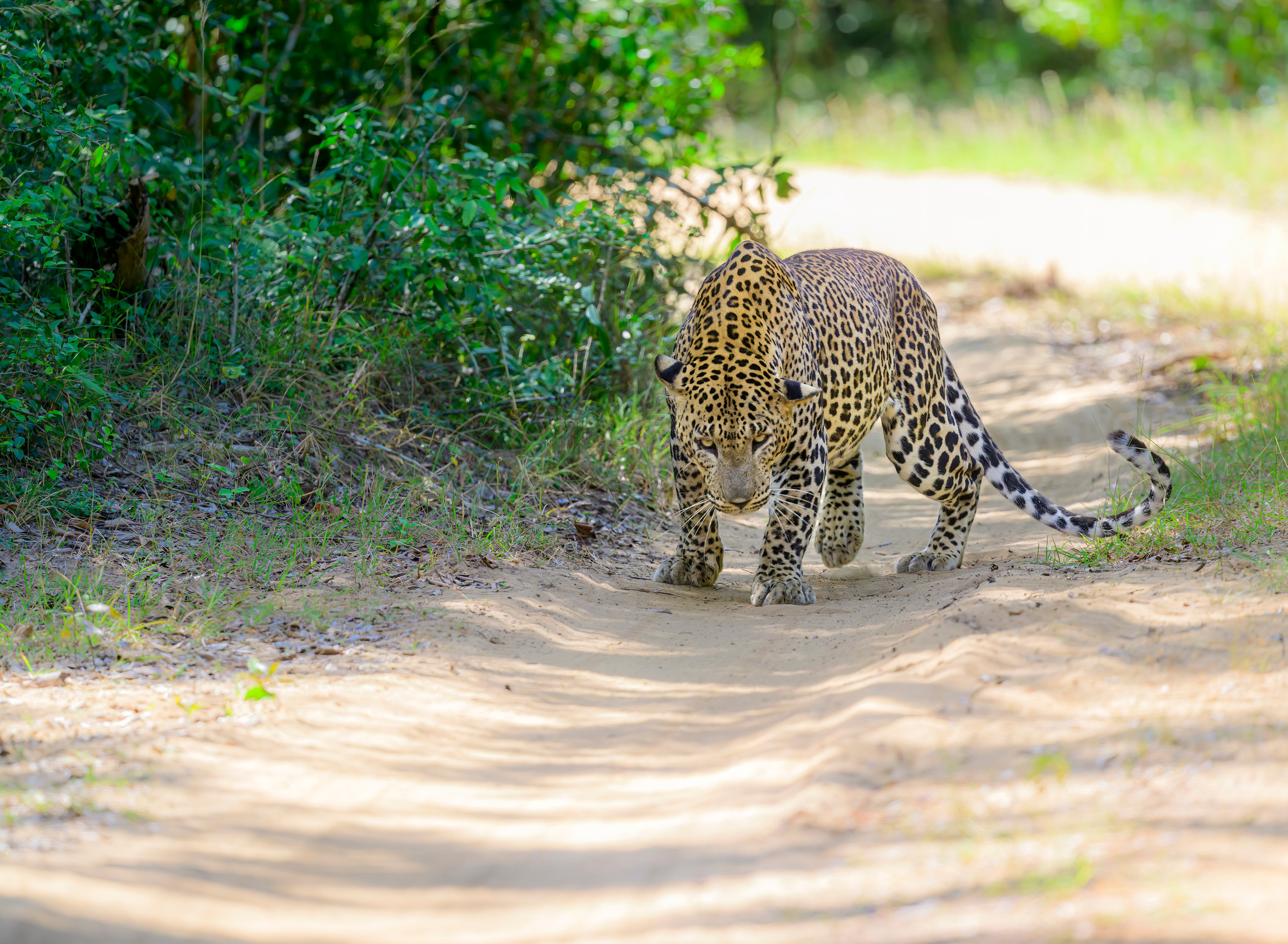 Анималистика. Фотограф Сергей Пупонин