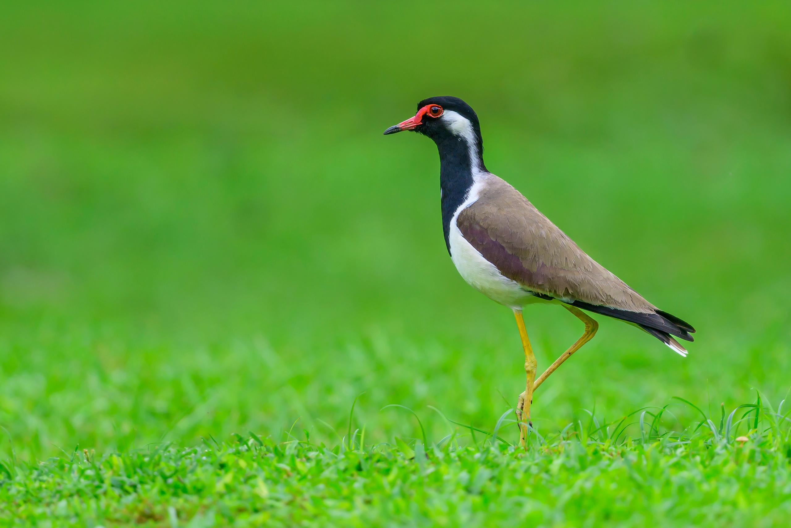 Анималистика. Фотограф Сергей Пупонин