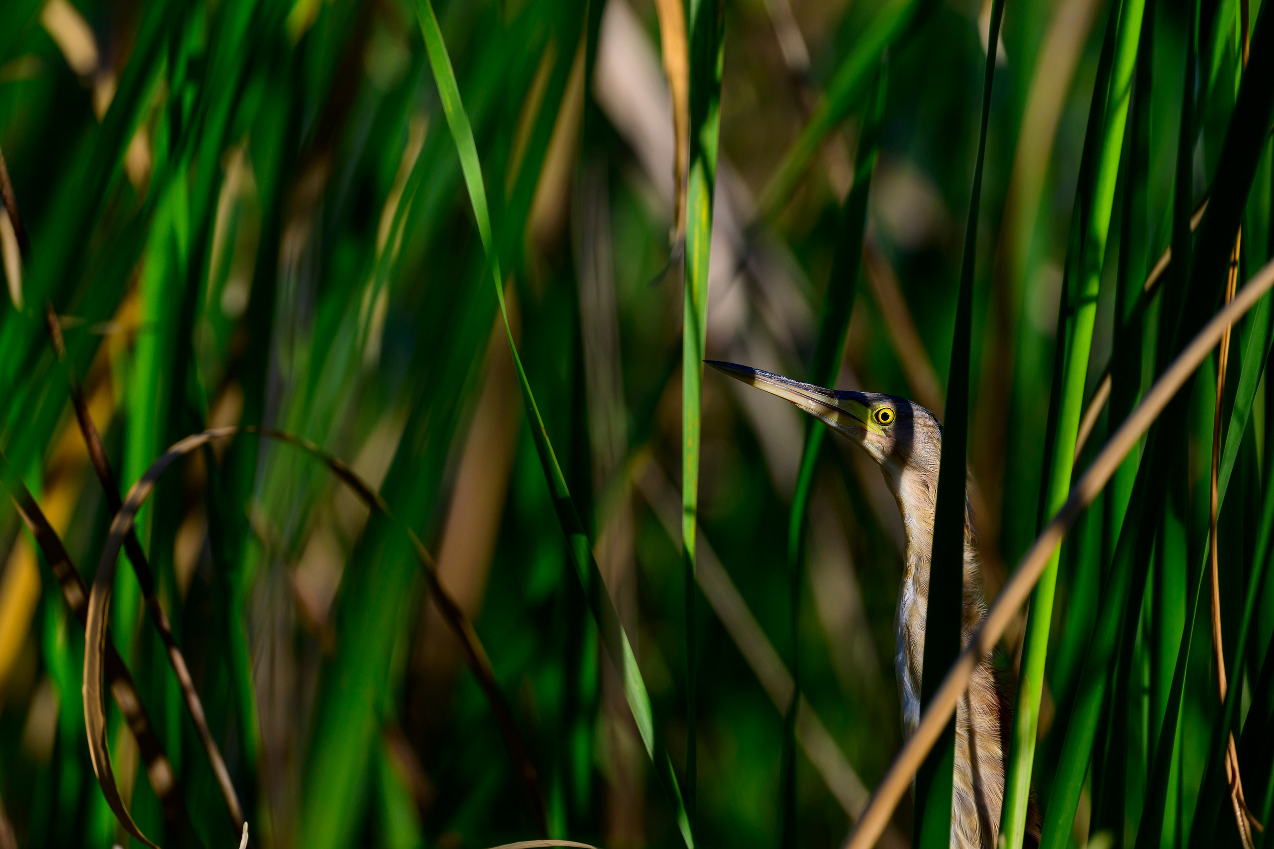 Анималистика. Фотограф Сергей Пупонин