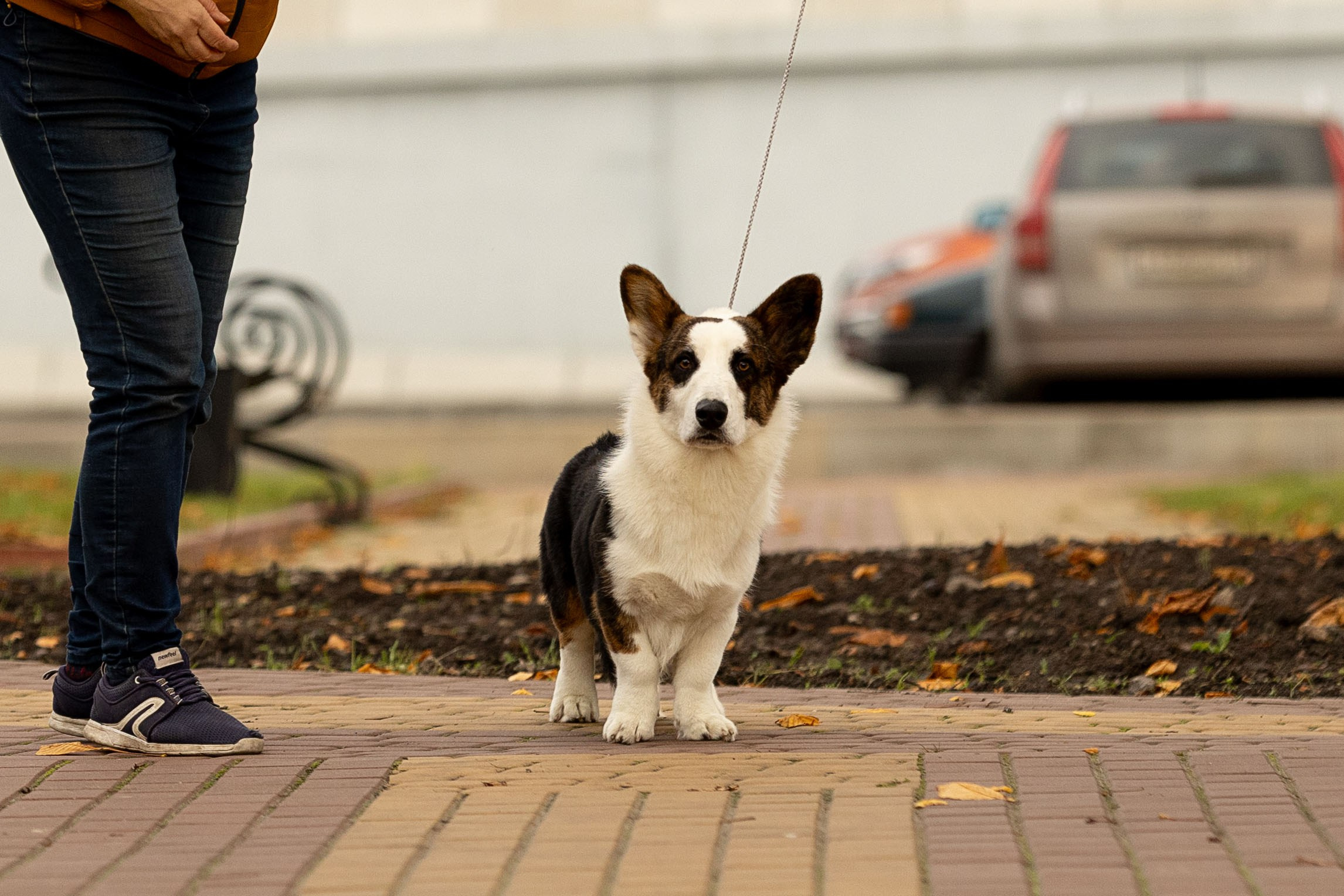 Купить щенка вельш корги кардиган из питомника Ice Fantasy. Ice Fantasy kennel: professional breeding of Siberian huskies and wels