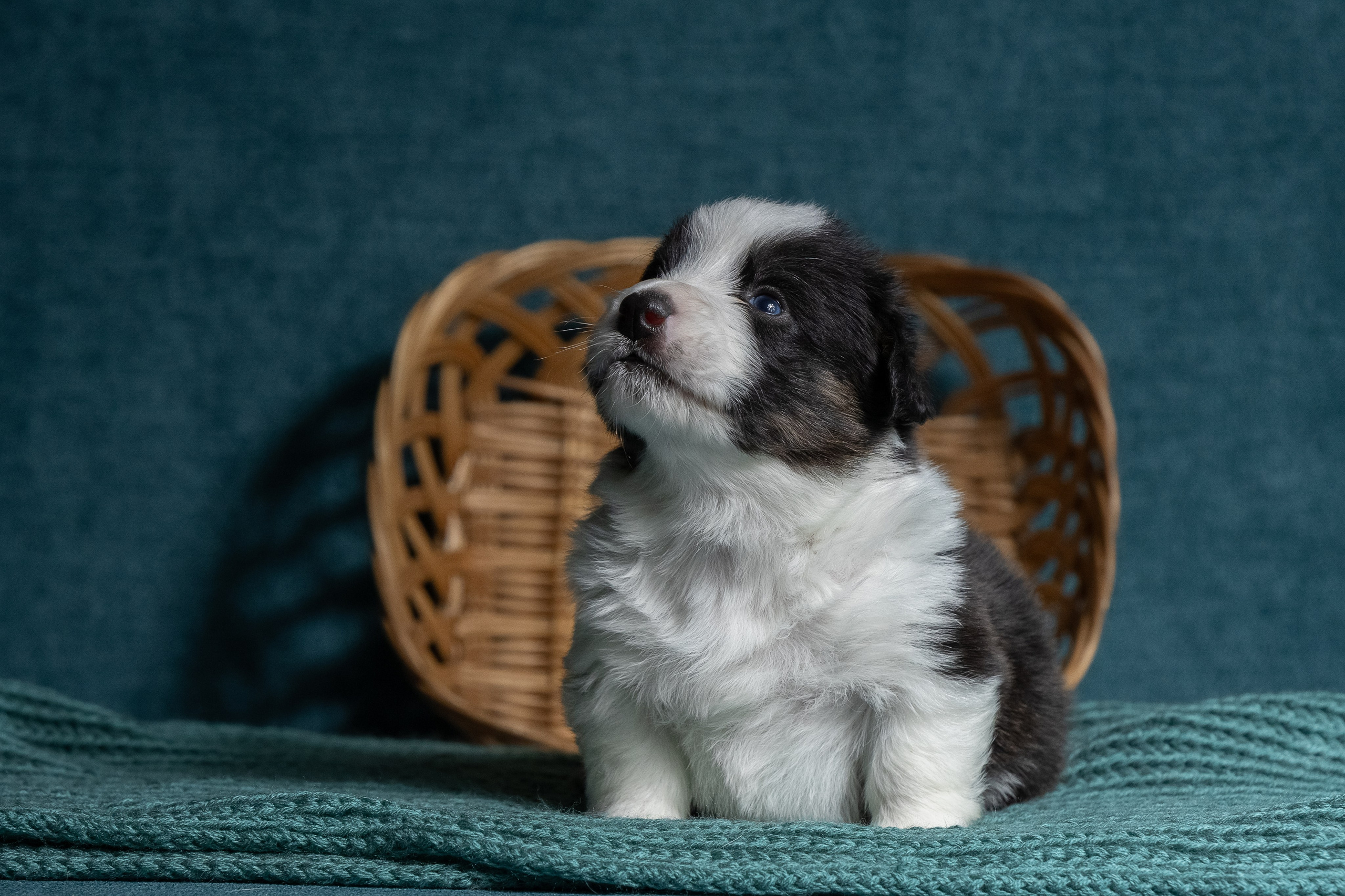 Купить щенка вельш корги кардиган из питомника Ice Fantasy. Купить щенка Вельш-корги-кардиган в семейном питомнике — Ice Fantasy