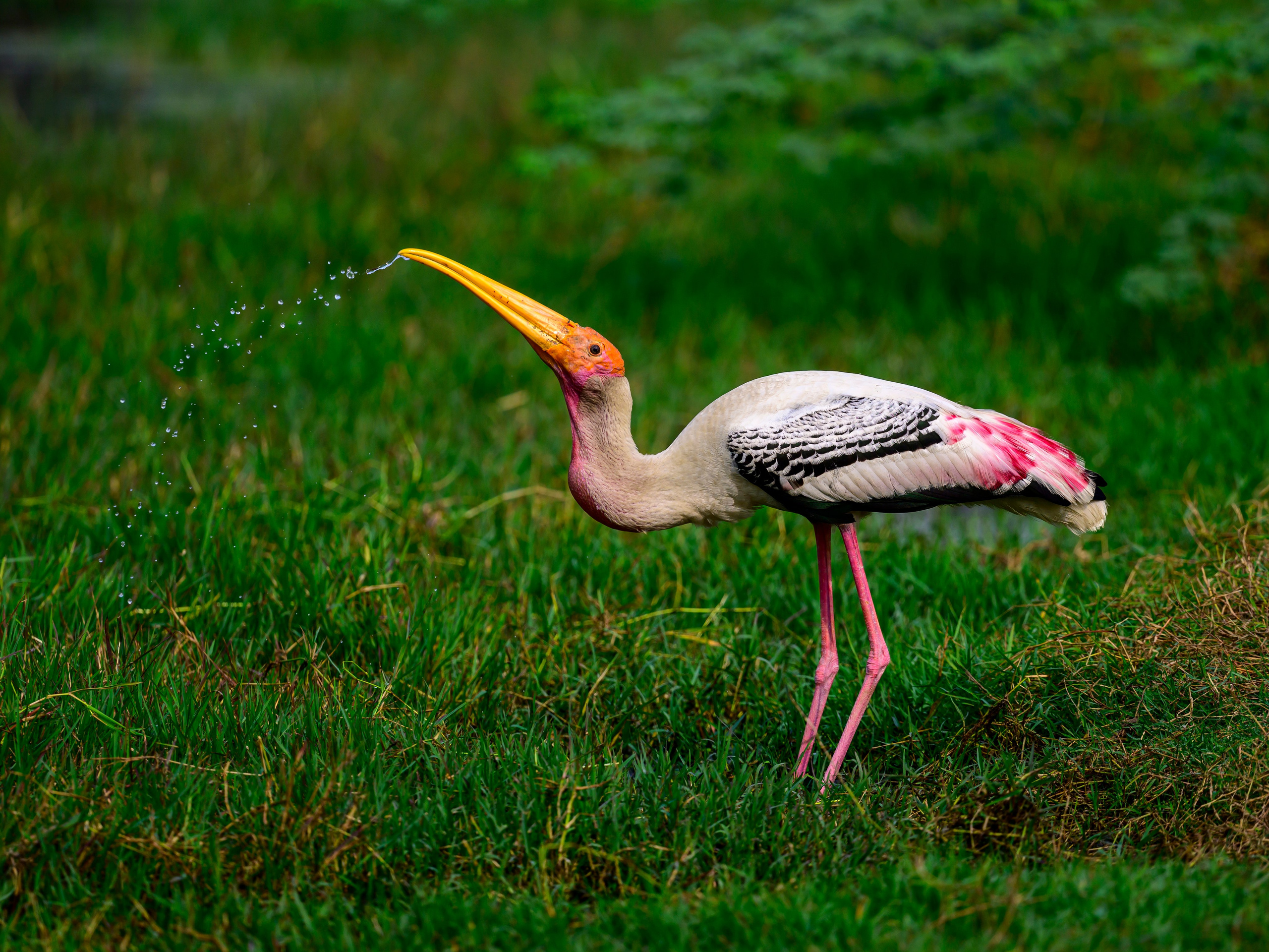 Анималистика. Фотограф Сергей Пупонин