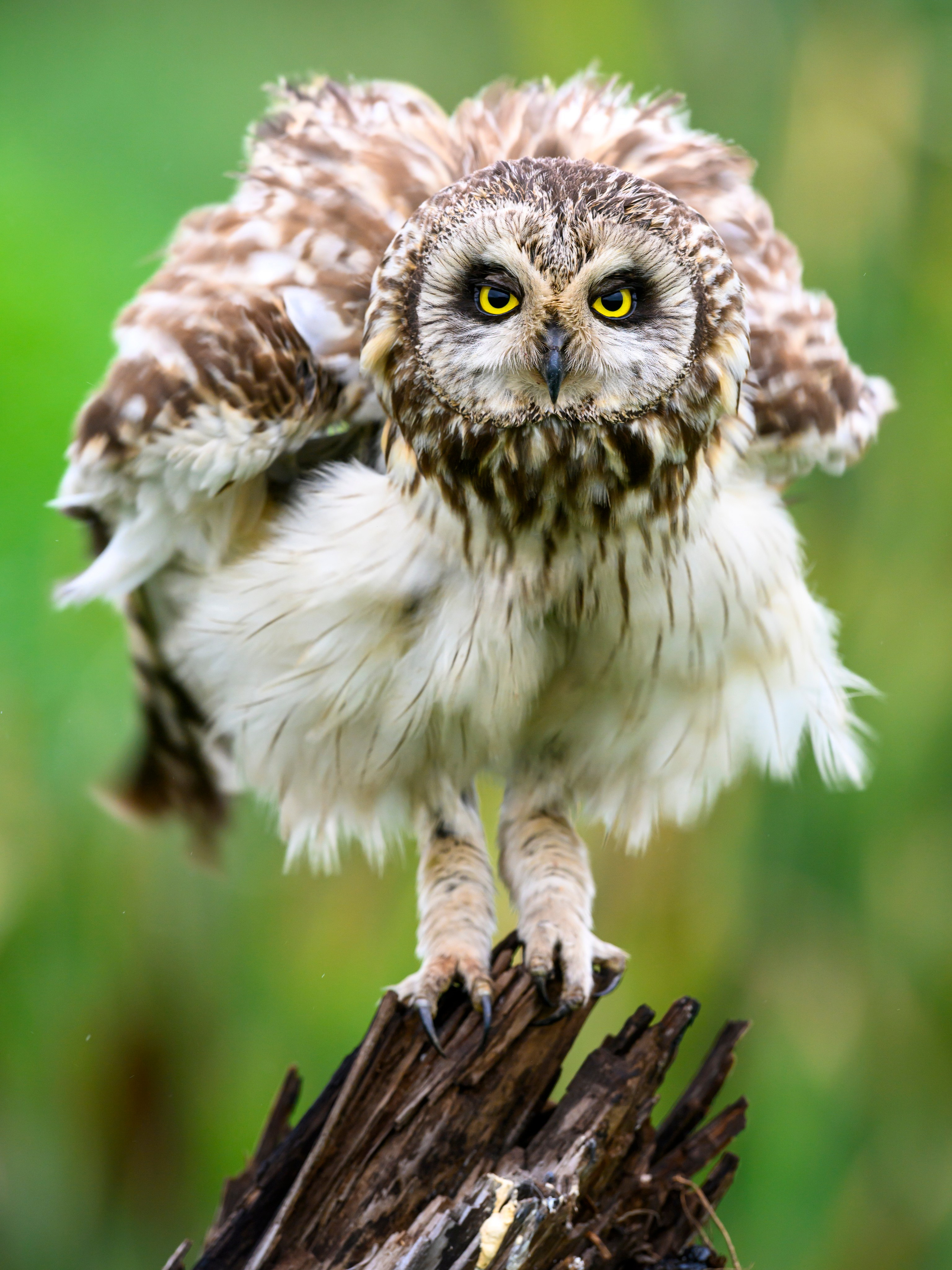 Эмоции совы. The emotions of the Owl. Wildlife photography by Sergey Puponin