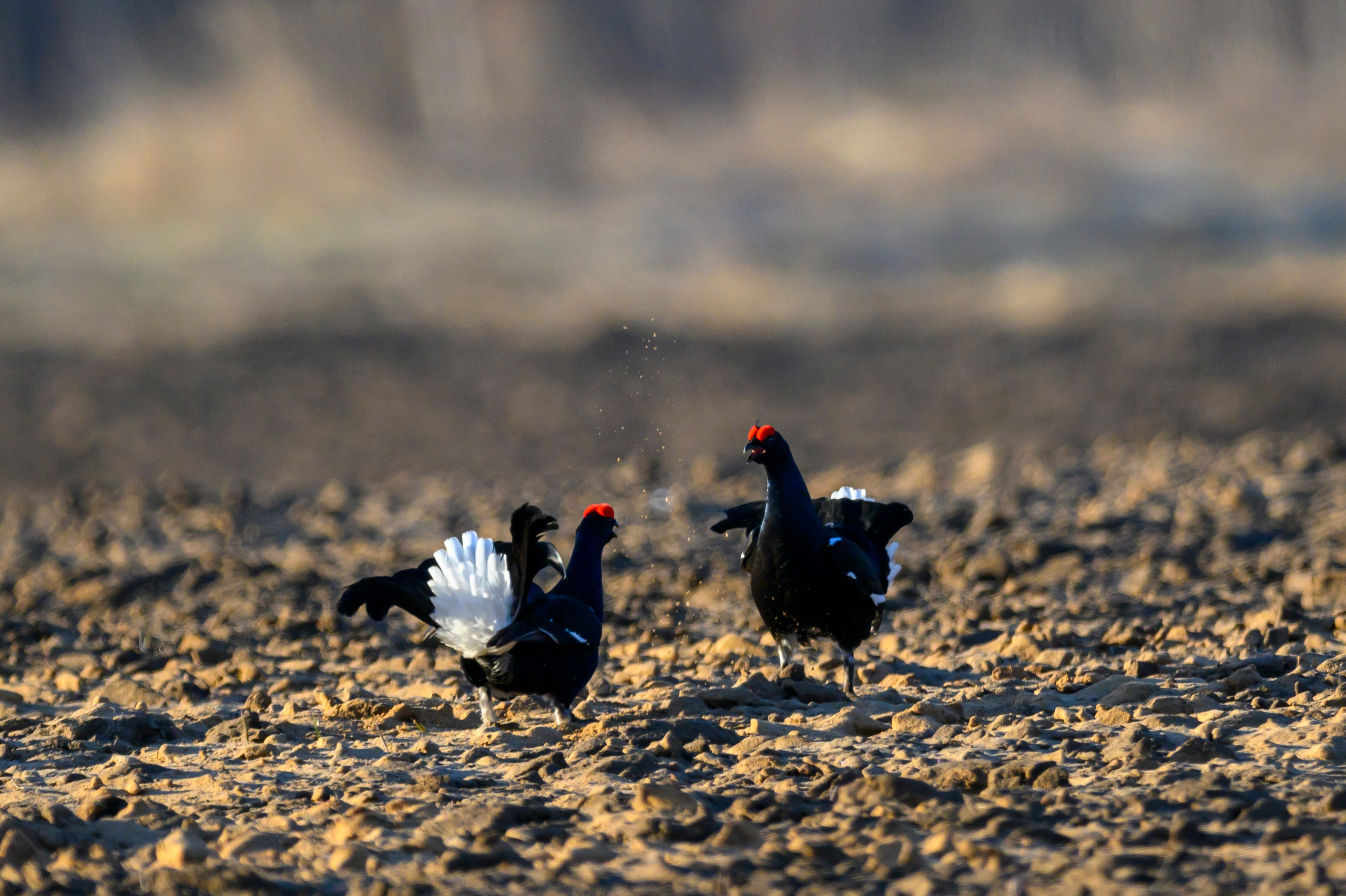 Тетерева, пищуха и лунь. Wildlife photography by Sergey Puponin