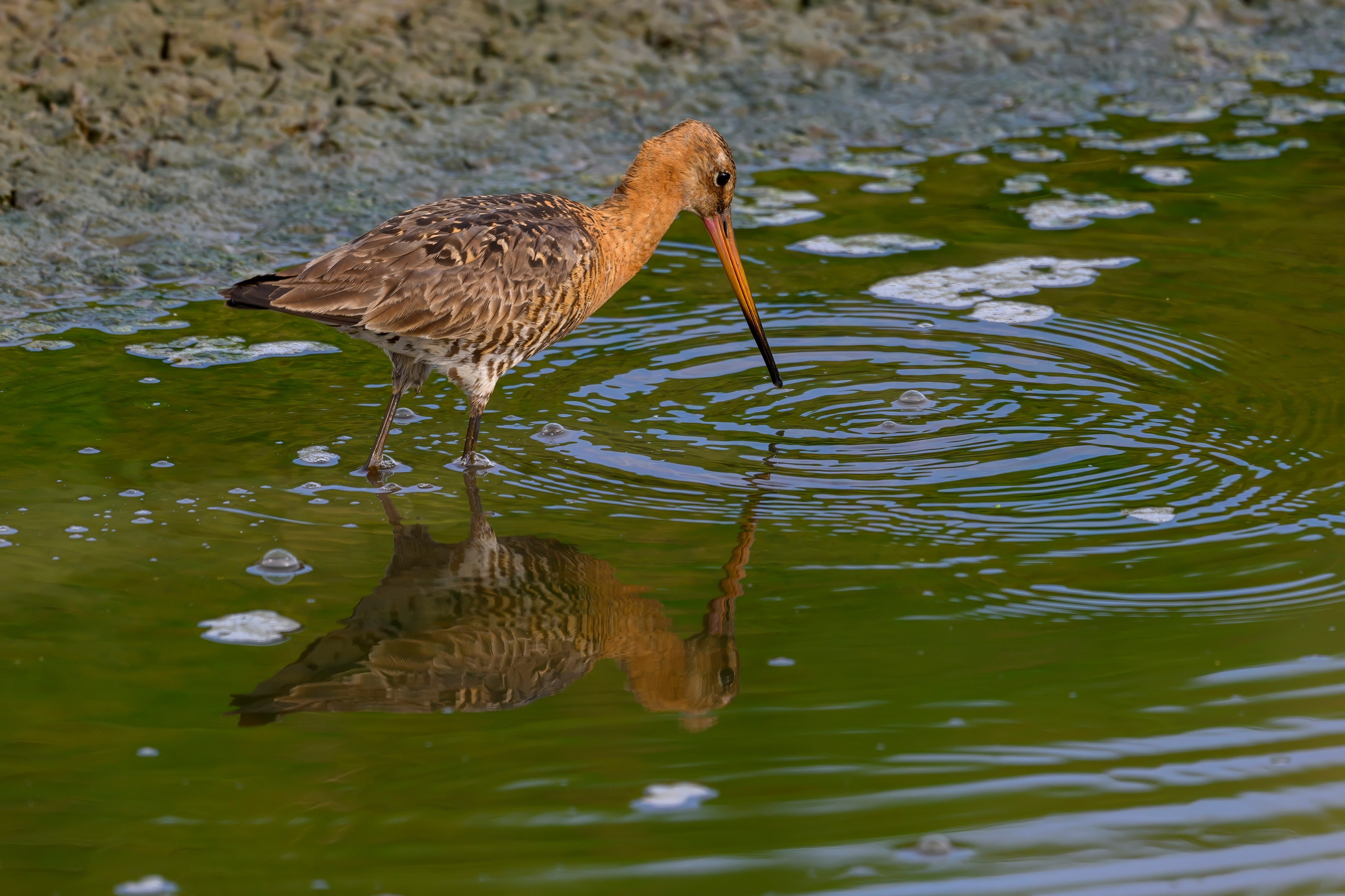 Совы и аисты. Owls and Storks. Wildlife photography by Sergey Puponin