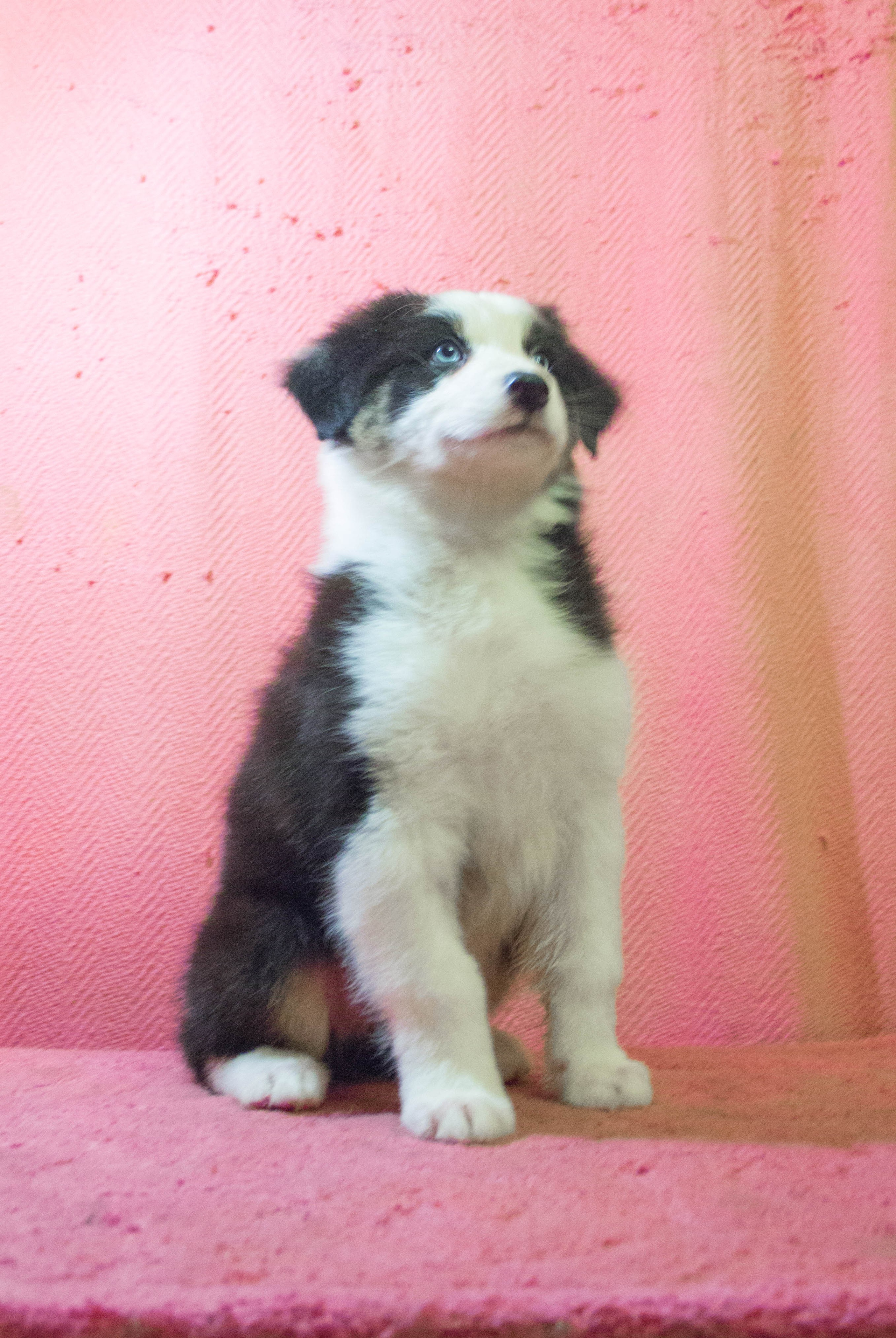 Гелий. BLGKV питомник собак