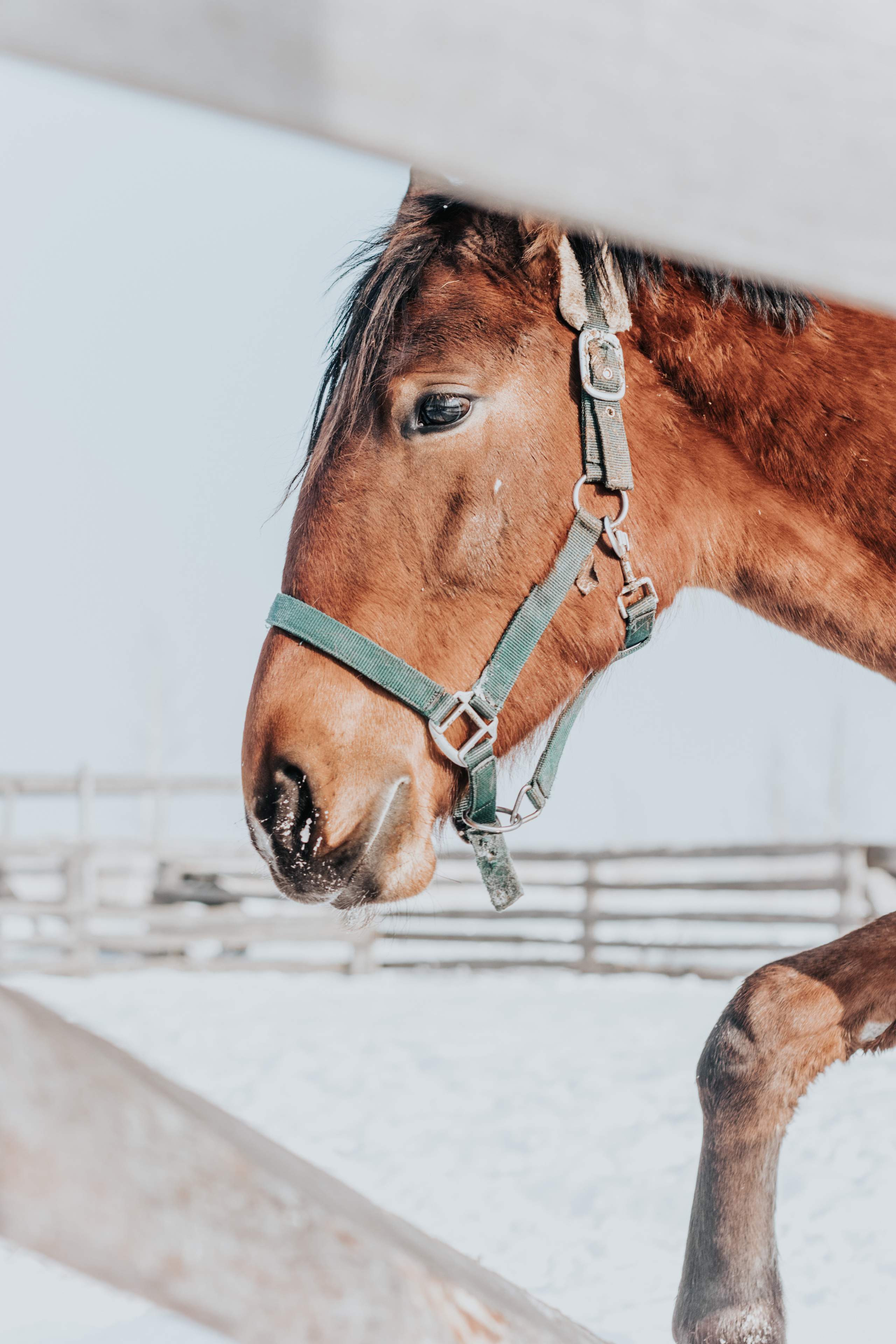 Ипподром Лучик. Фотограф в Ульяновске