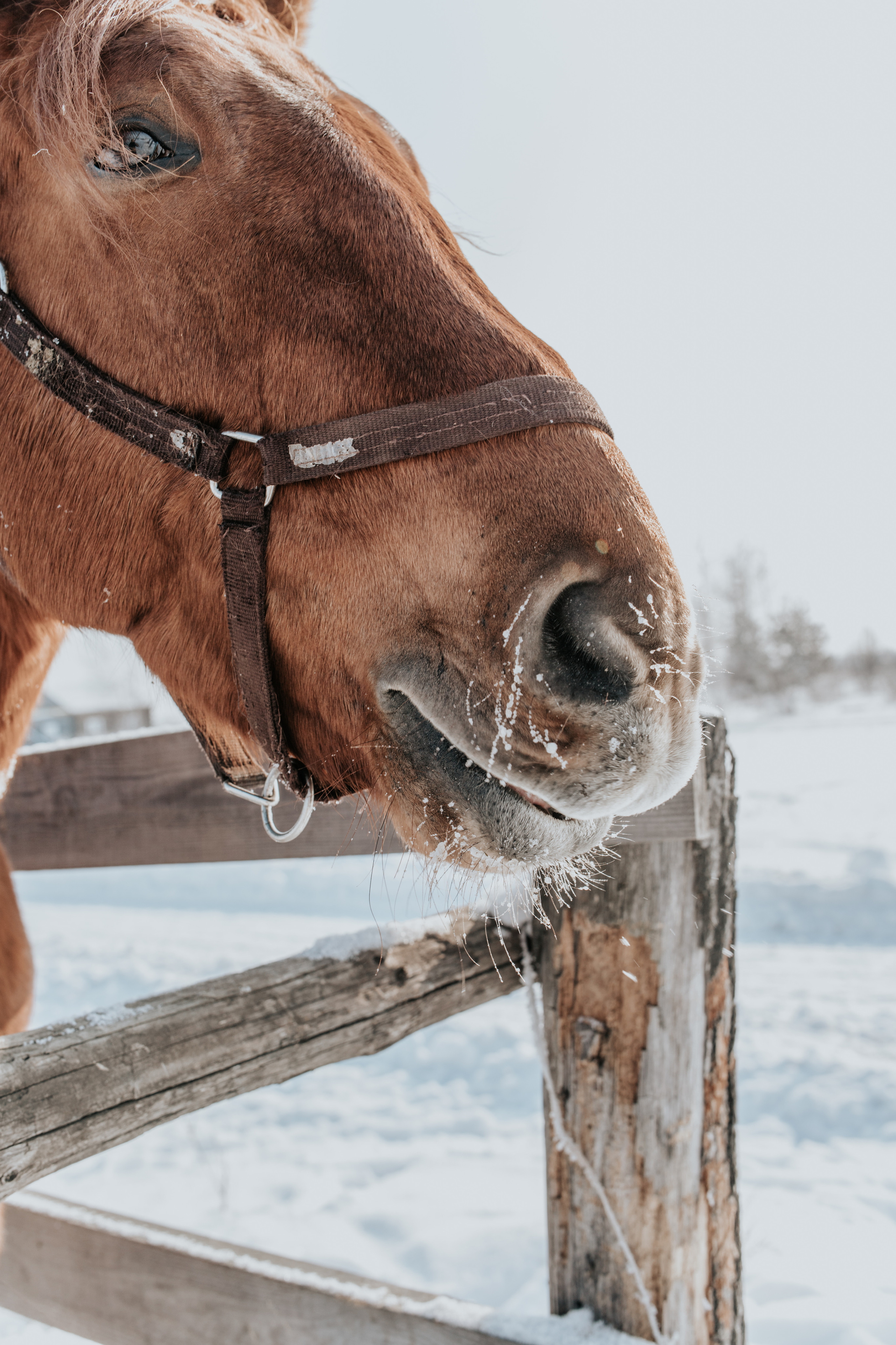 Ипподром Лучик. Фотограф в Ульяновске