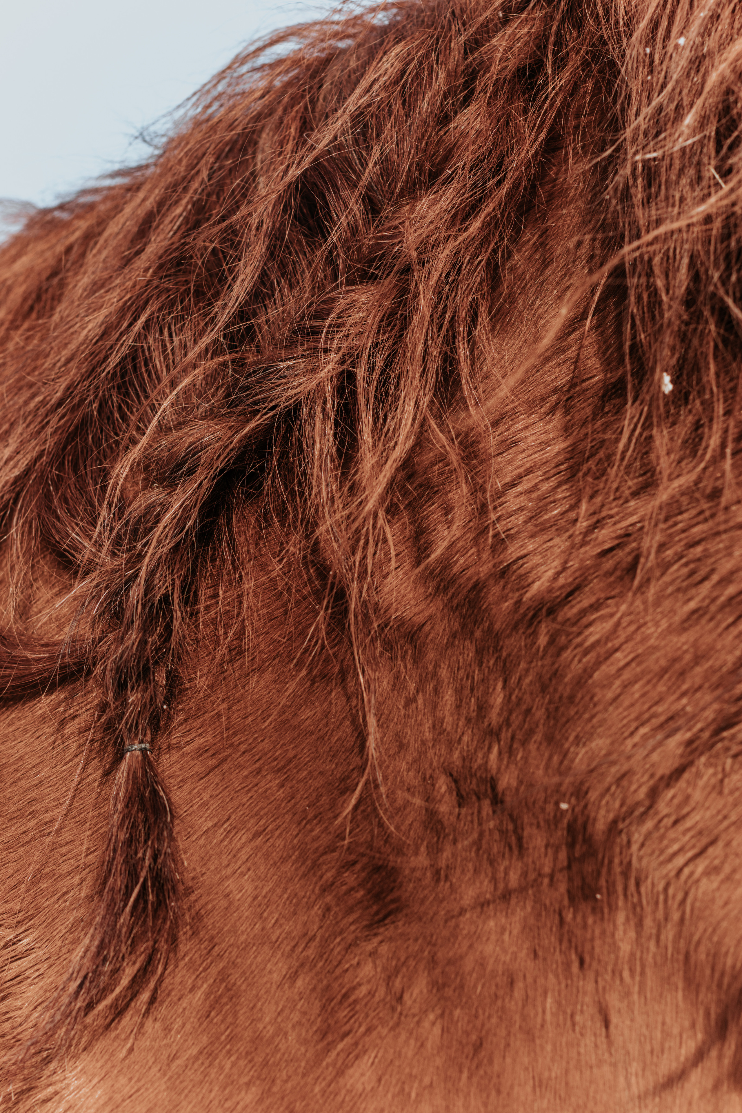 Ипподром Лучик. Фотограф в Ульяновске