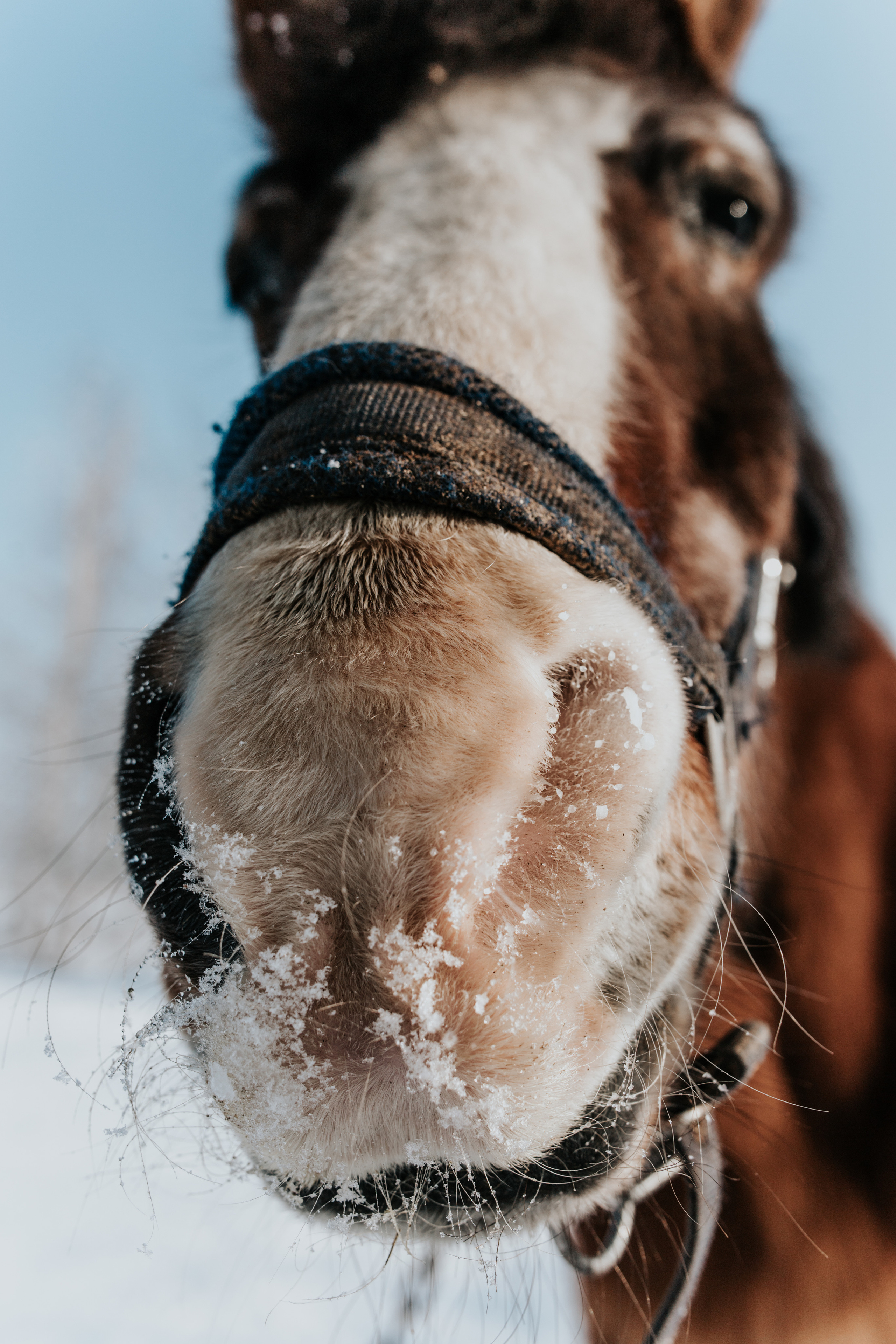 Ипподром Лучик. Фотограф в Ульяновске