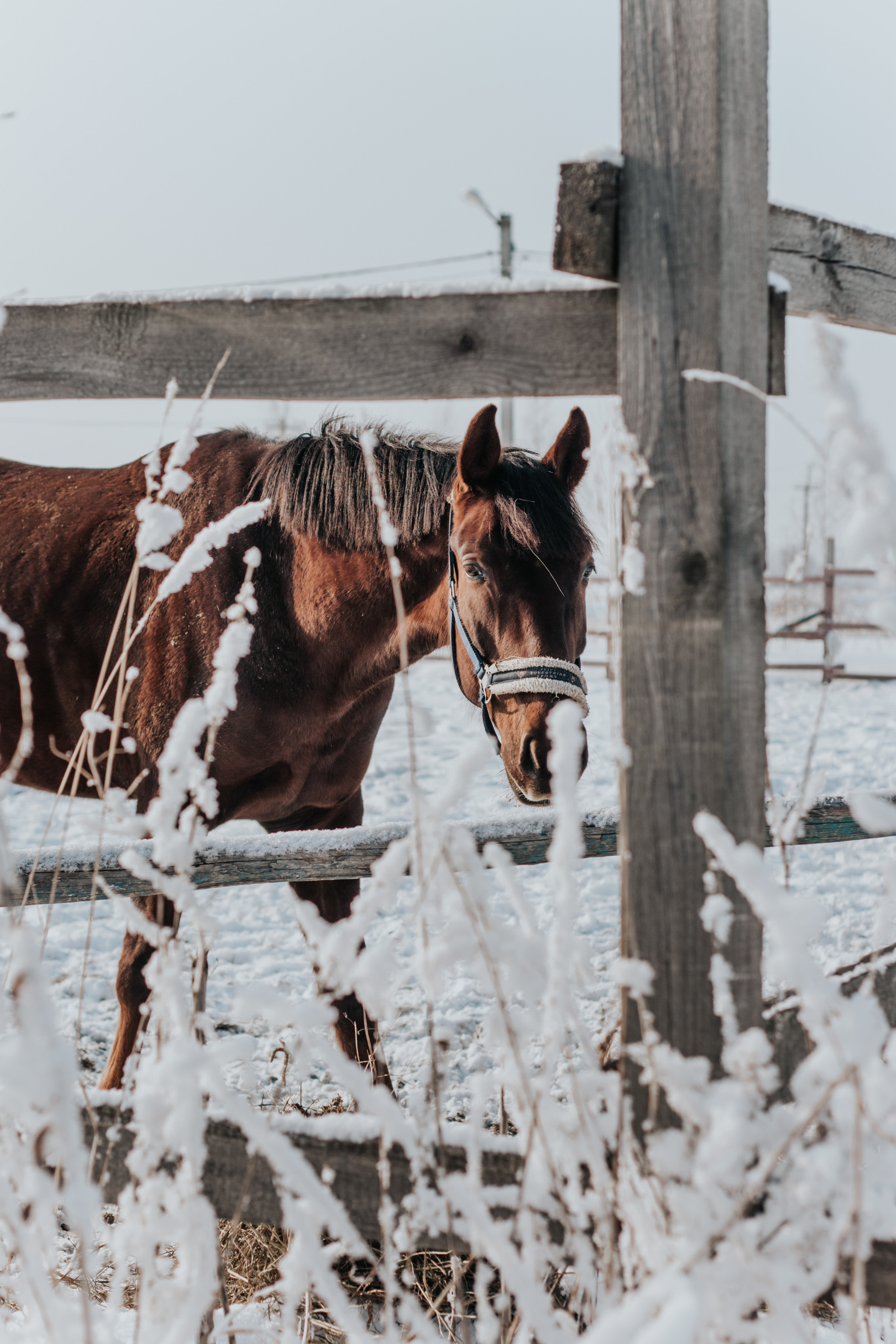 Ипподром Лучик. Фотограф в Ульяновске