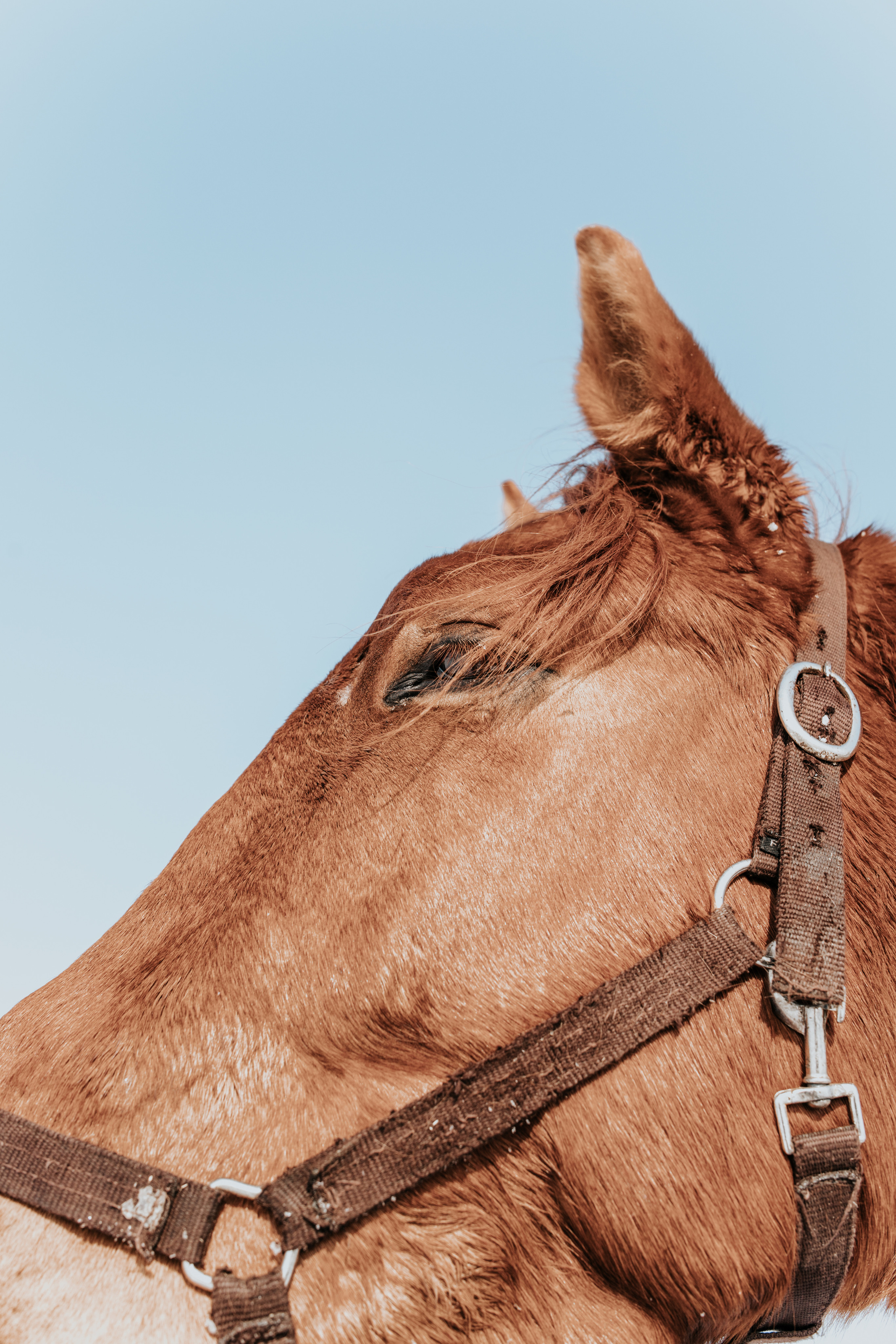 Ипподром Лучик. Фотограф в Ульяновске