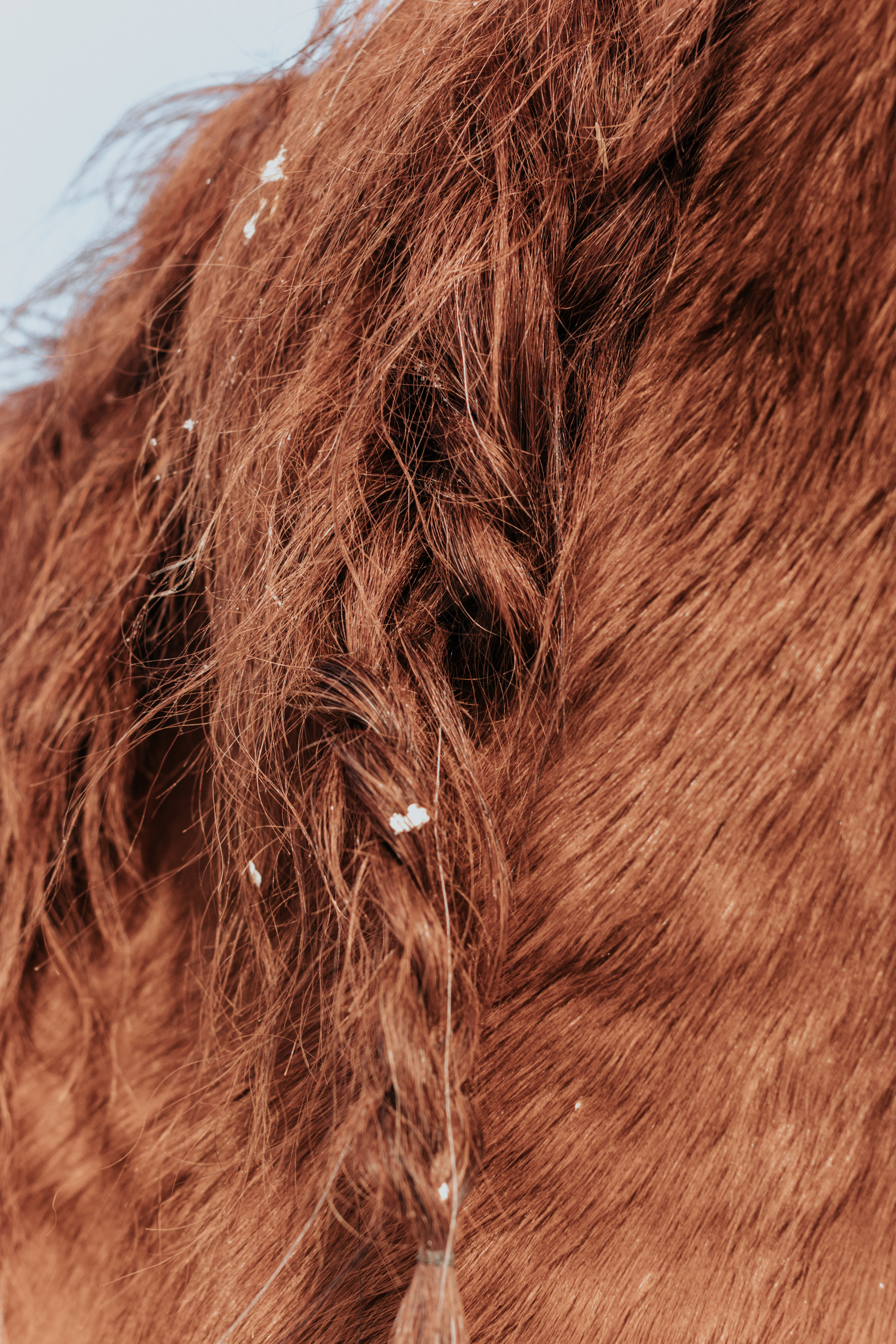 Ипподром Лучик. Фотограф в Ульяновске