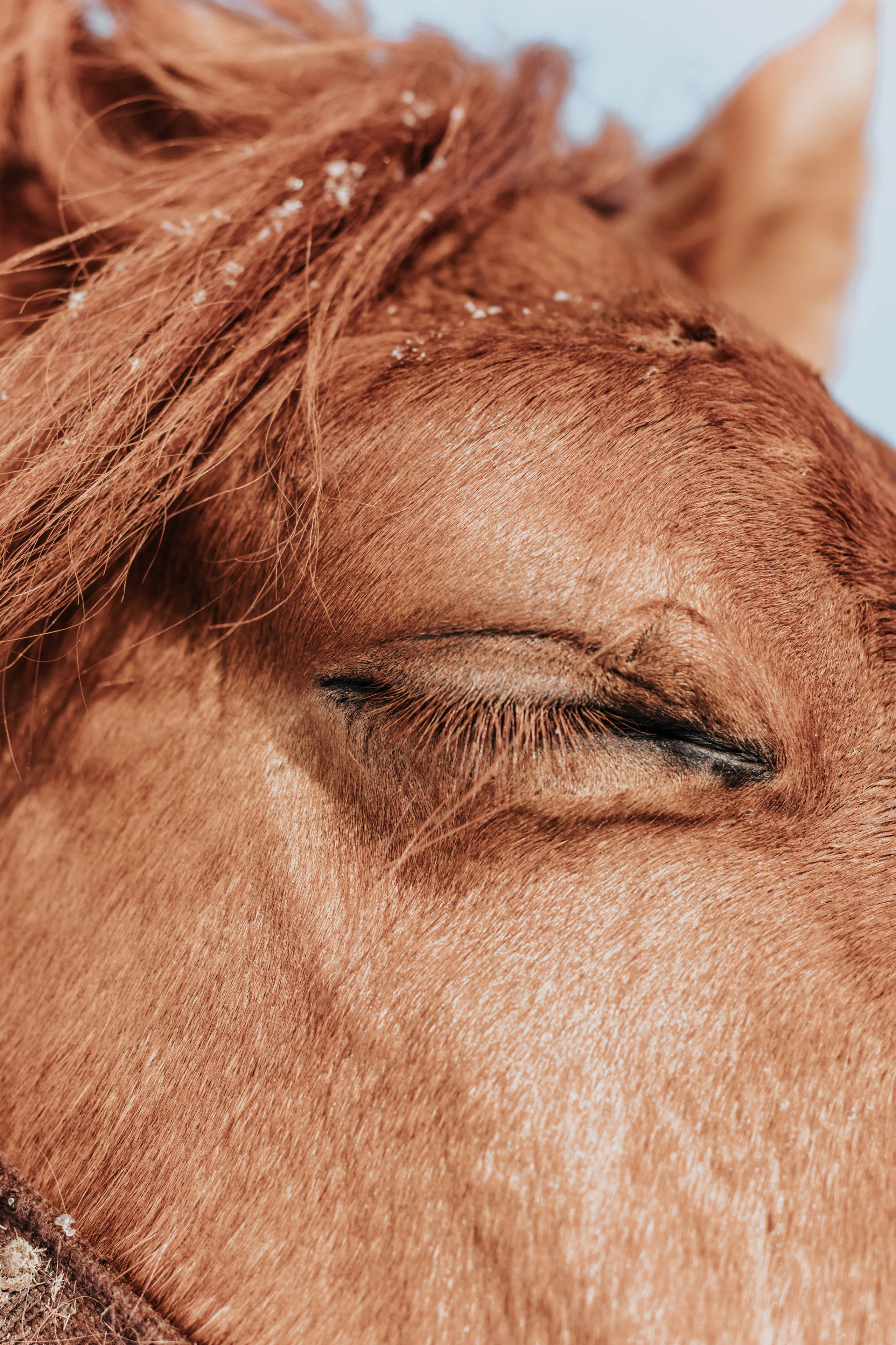 Ипподром Лучик. Фотограф в Ульяновске