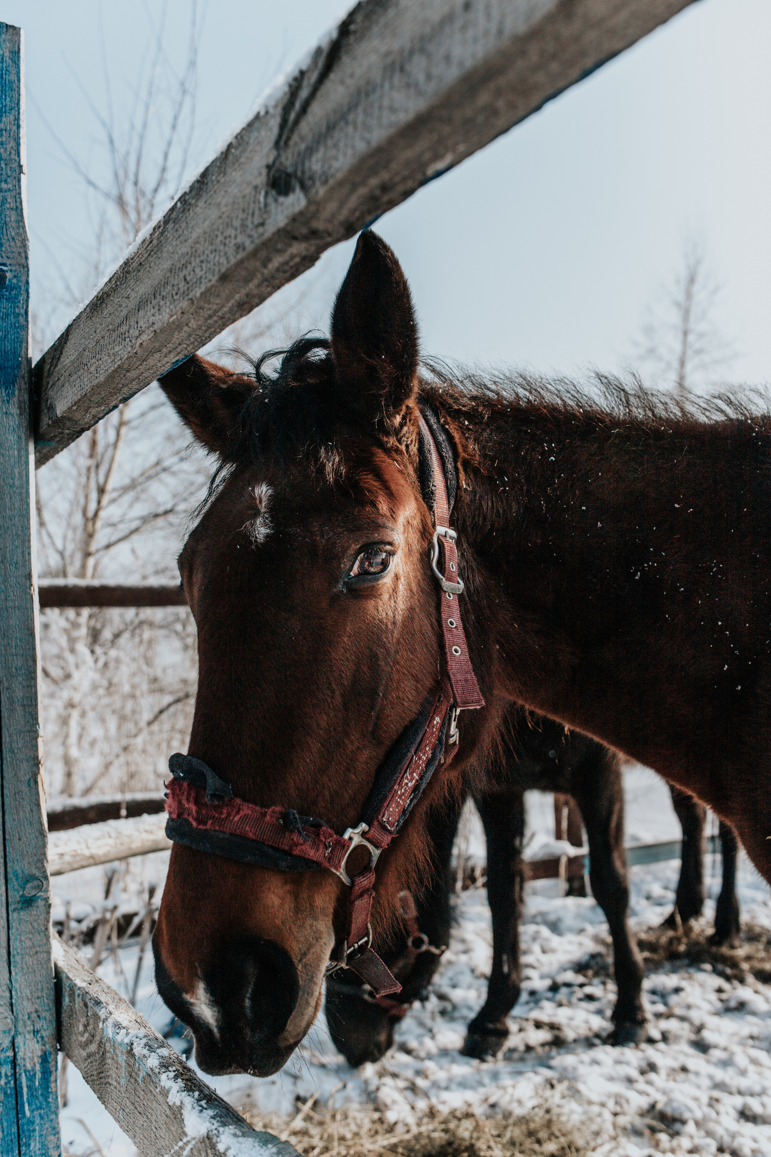 Ипподром Лучик. Фотограф в Ульяновске