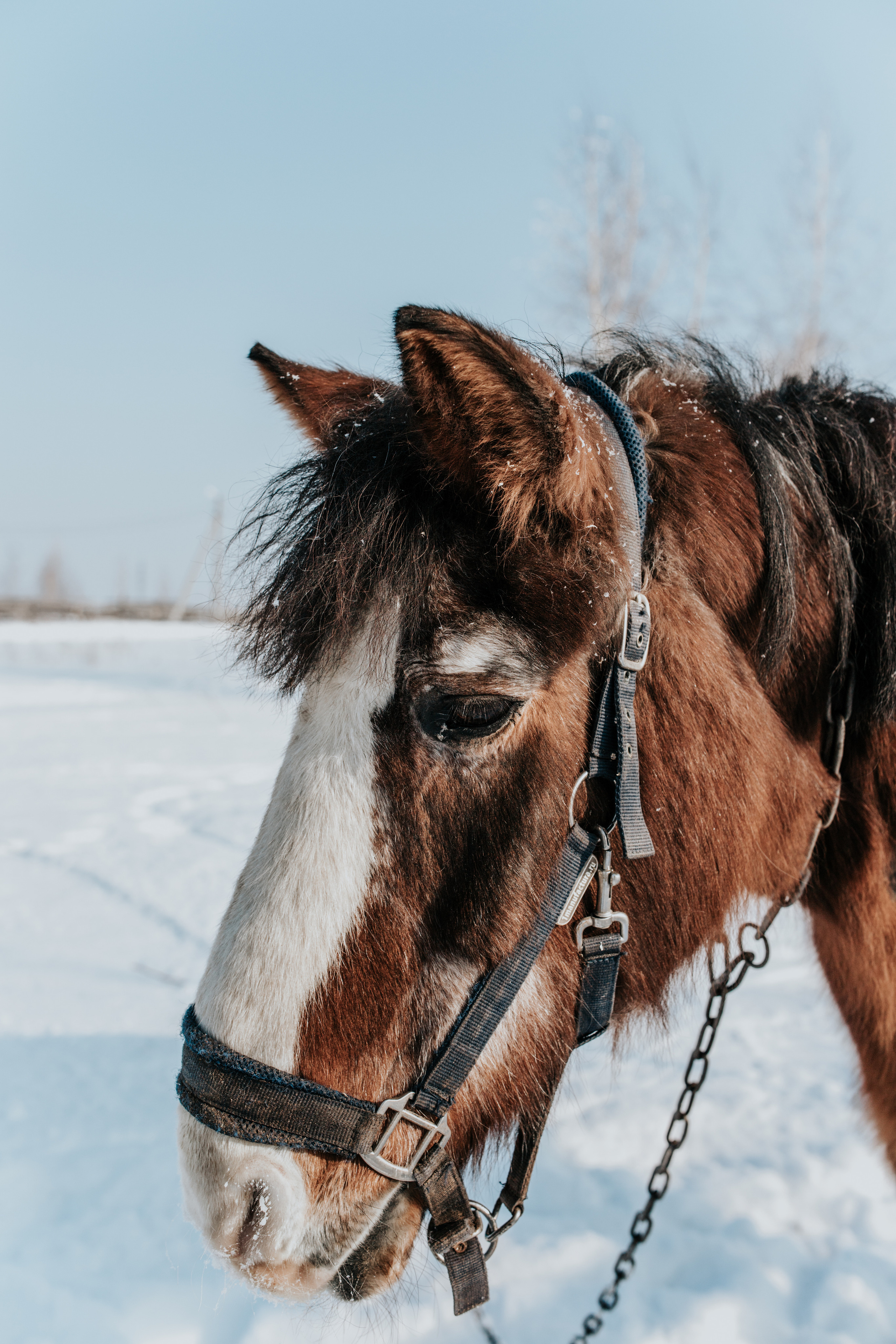 Ипподром Лучик. Фотограф в Ульяновске