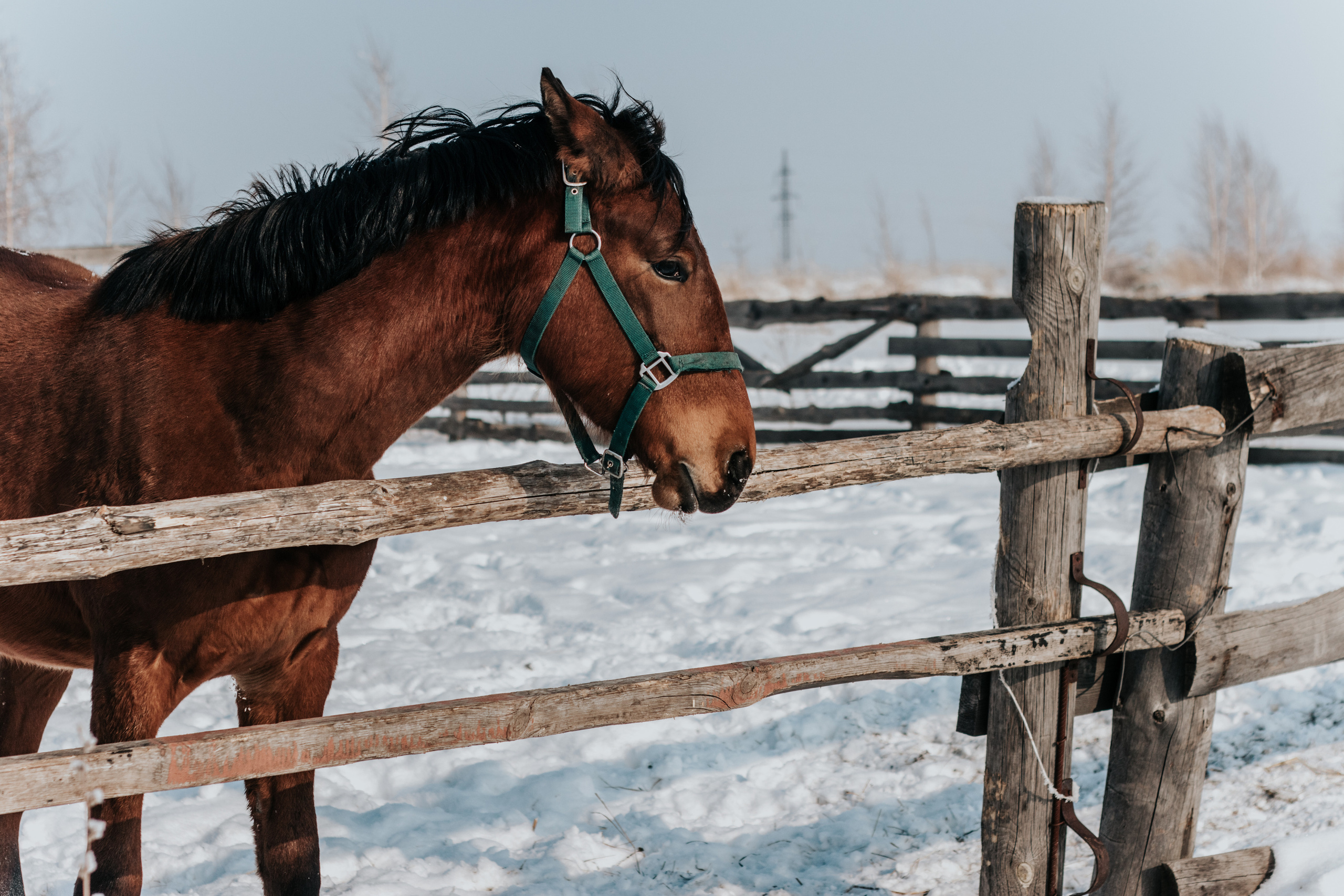 Ипподром Лучик. Фотограф в Ульяновске