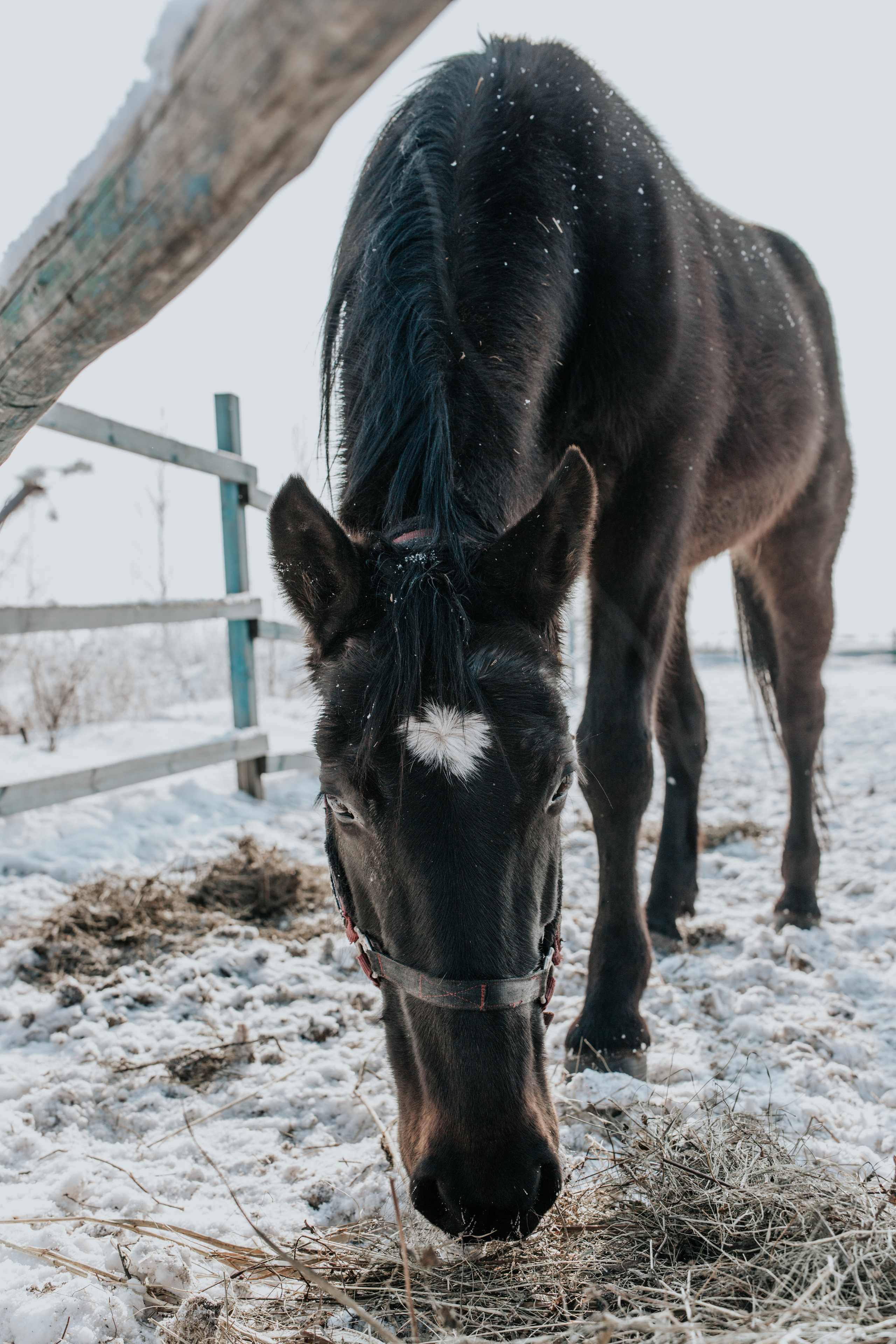 Ипподром Лучик. Фотограф в Ульяновске