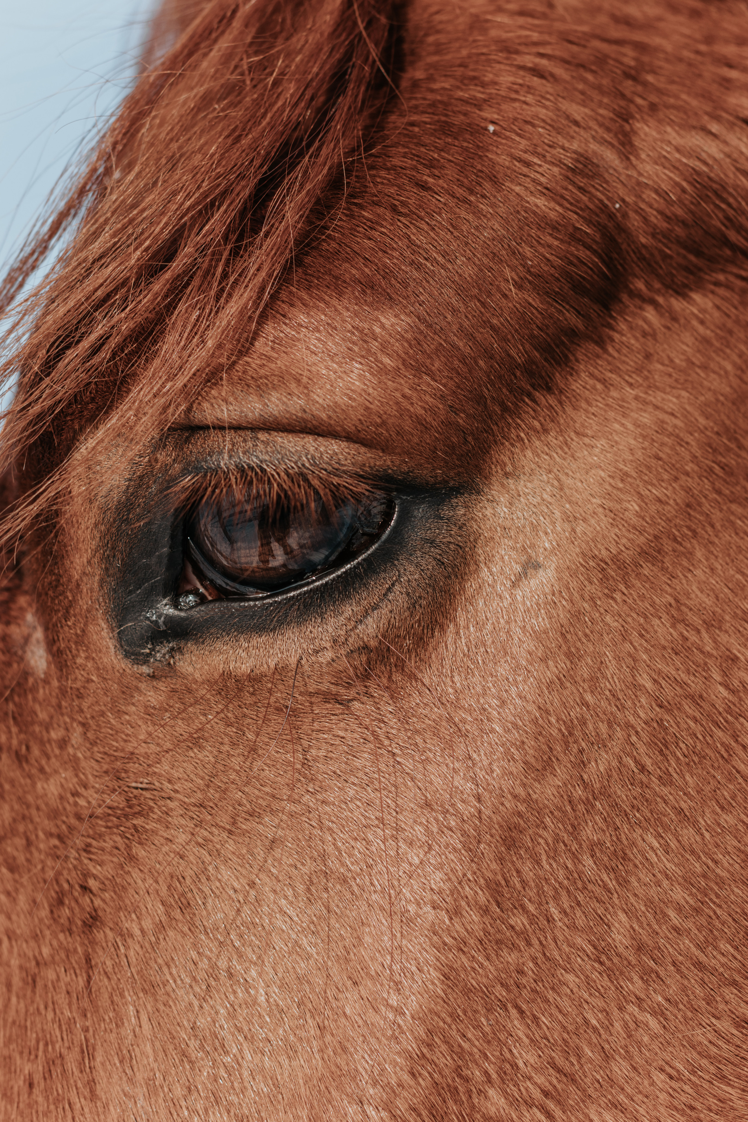 Ипподром Лучик. Фотограф в Ульяновске