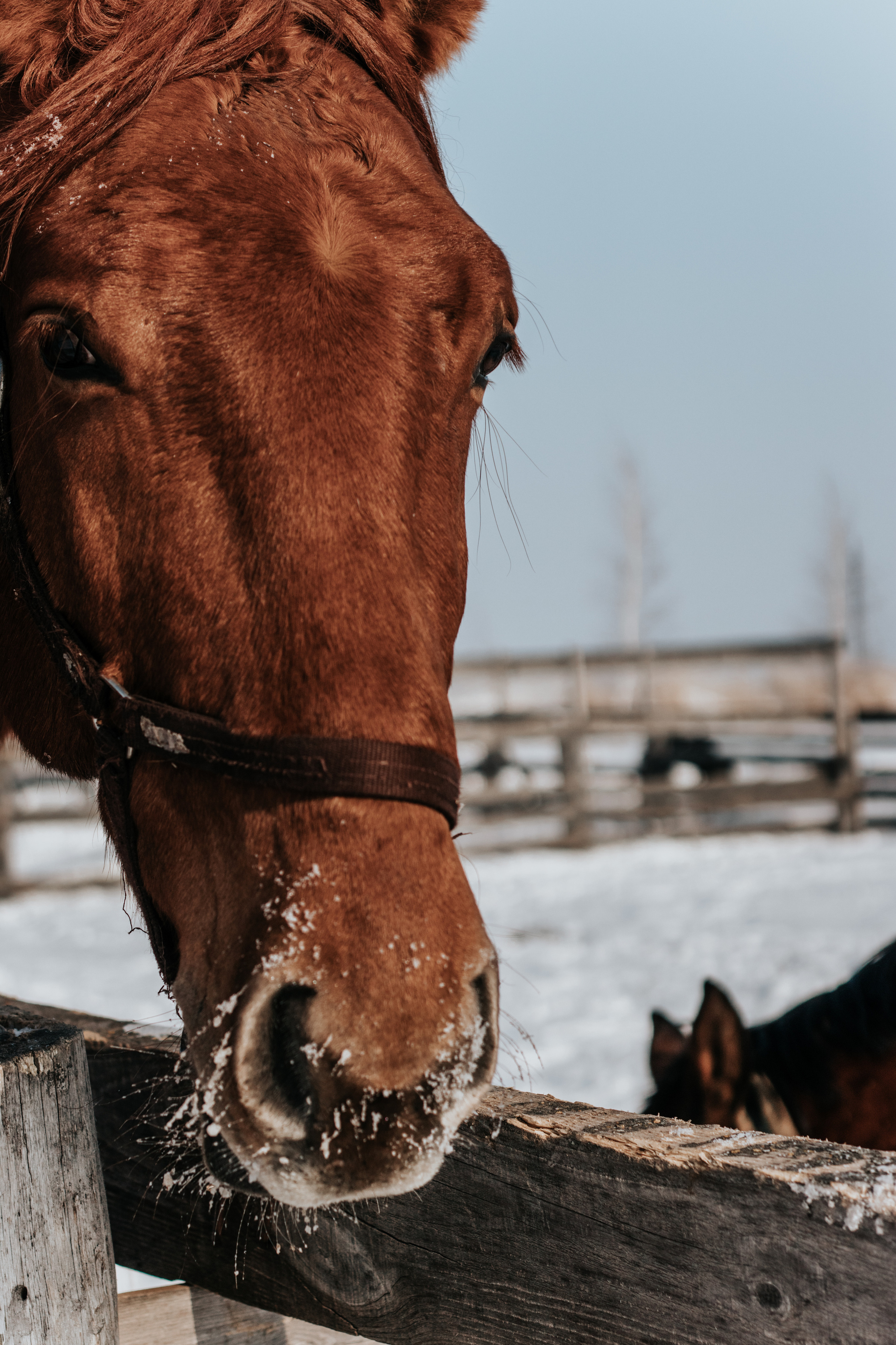 Ипподром Лучик. Фотограф в Ульяновске