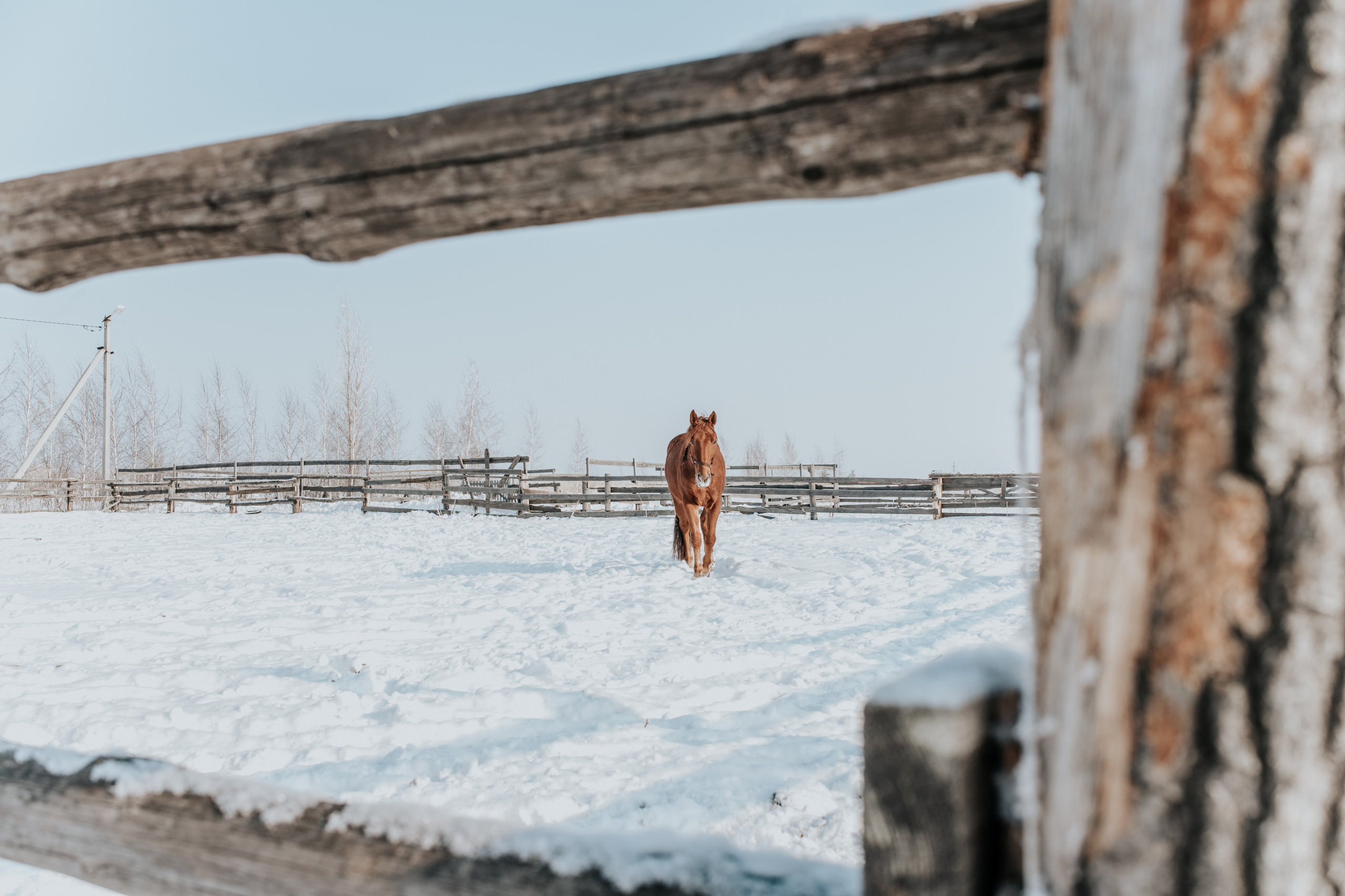 Ипподром Лучик. Фотограф в Ульяновске