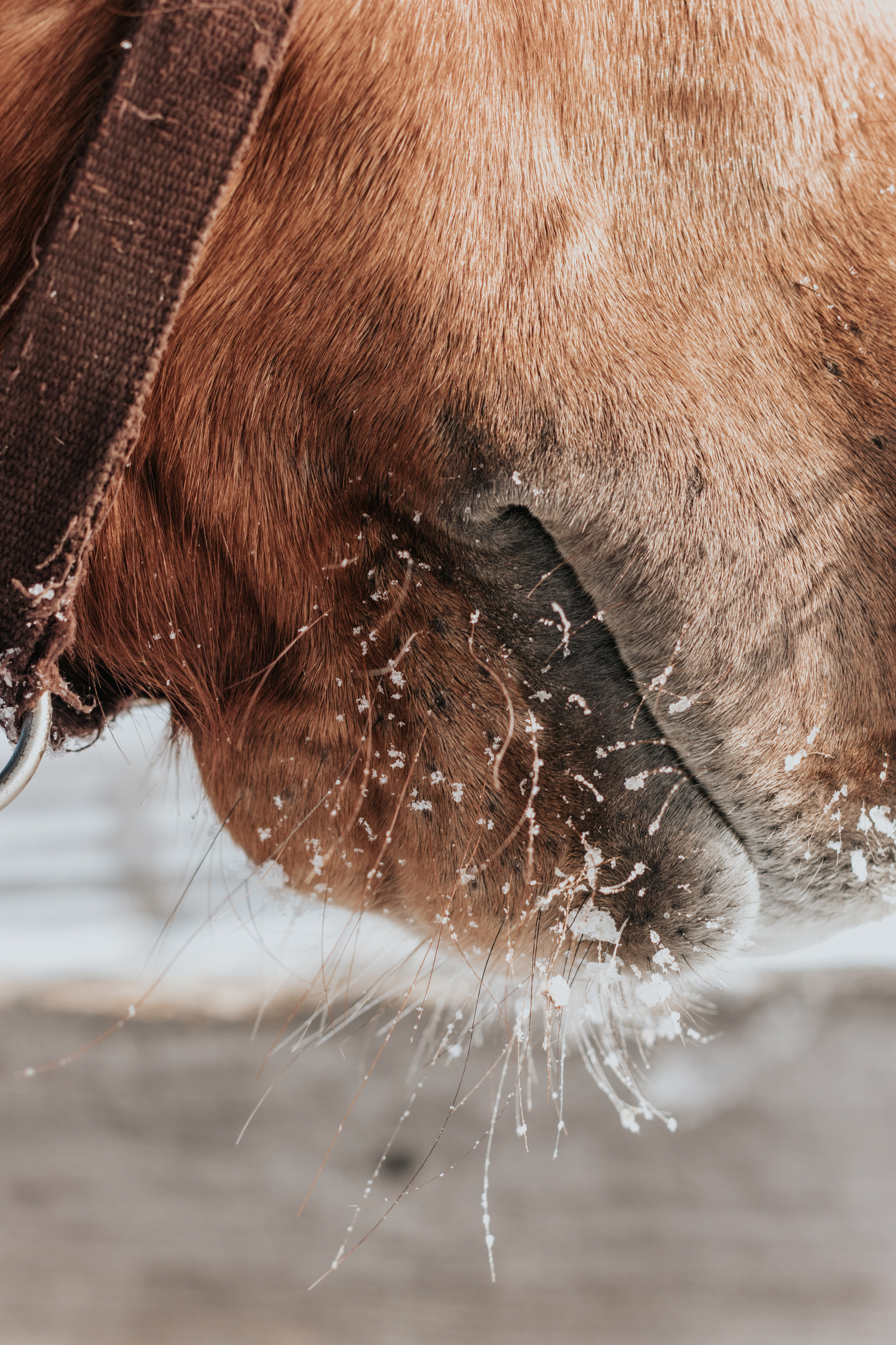Ипподром Лучик. Фотограф в Ульяновске