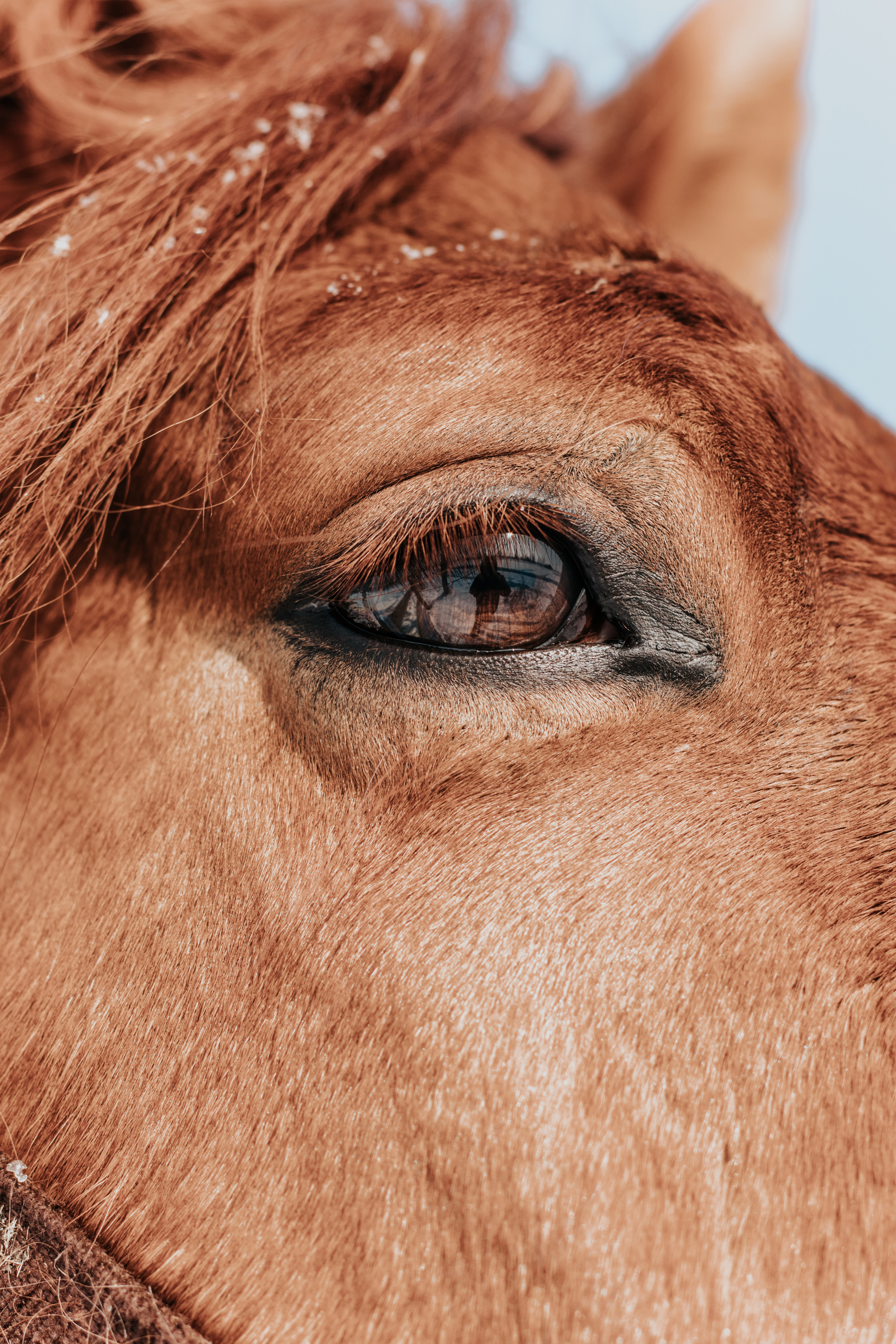 Ипподром Лучик. Фотограф в Ульяновске