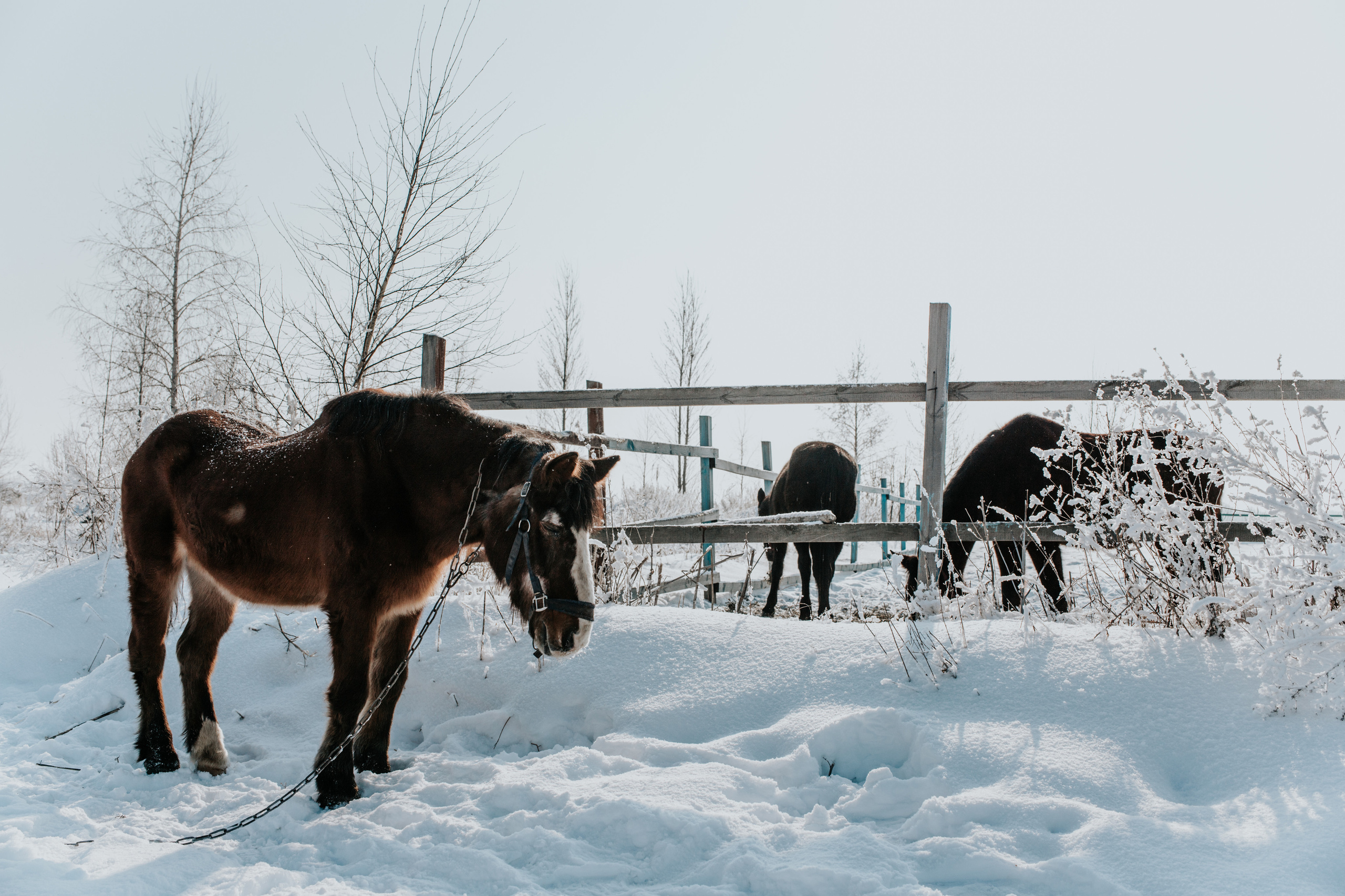 Ипподром Лучик. Фотограф в Ульяновске