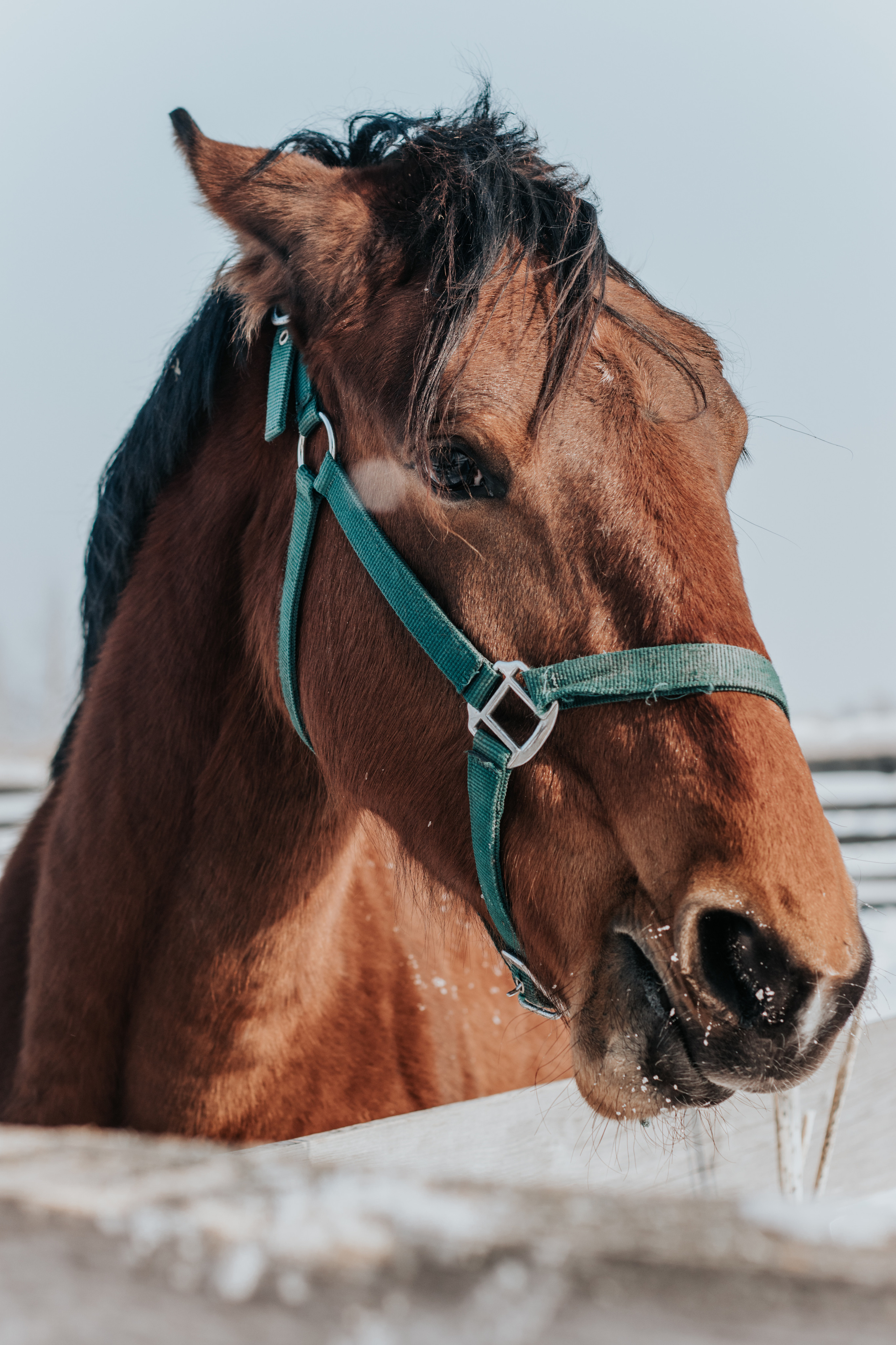 Ипподром Лучик. Фотограф в Ульяновске