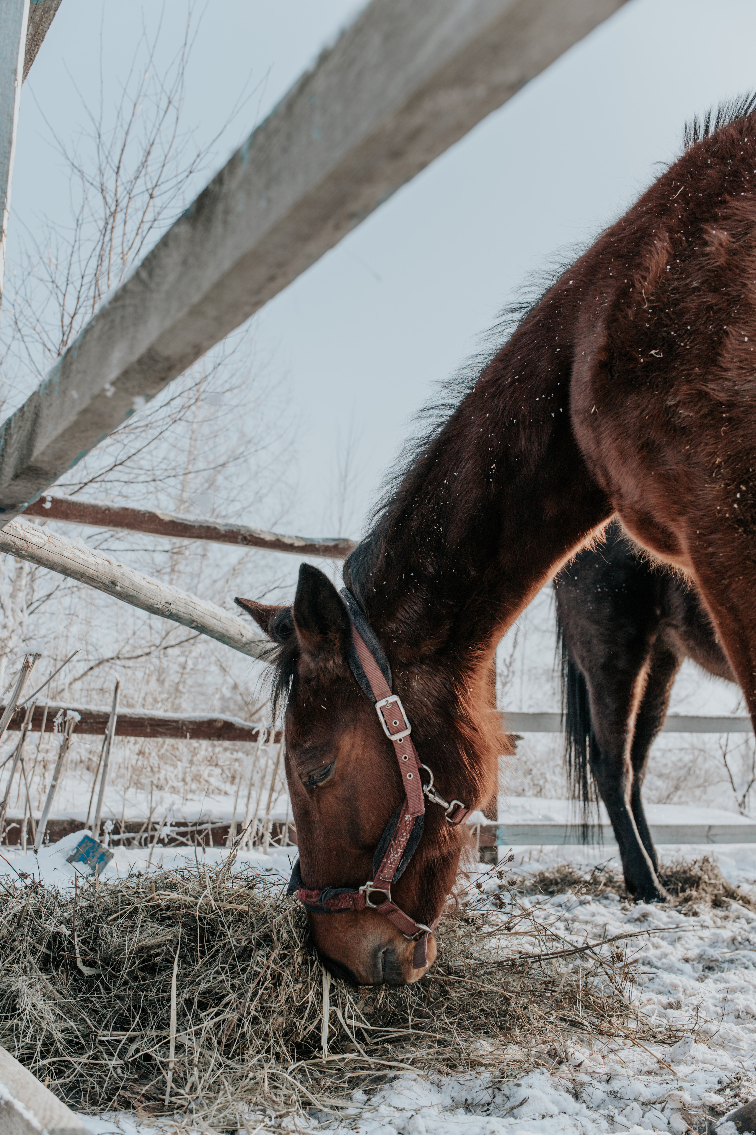 Ипподром Лучик. Фотограф в Ульяновске