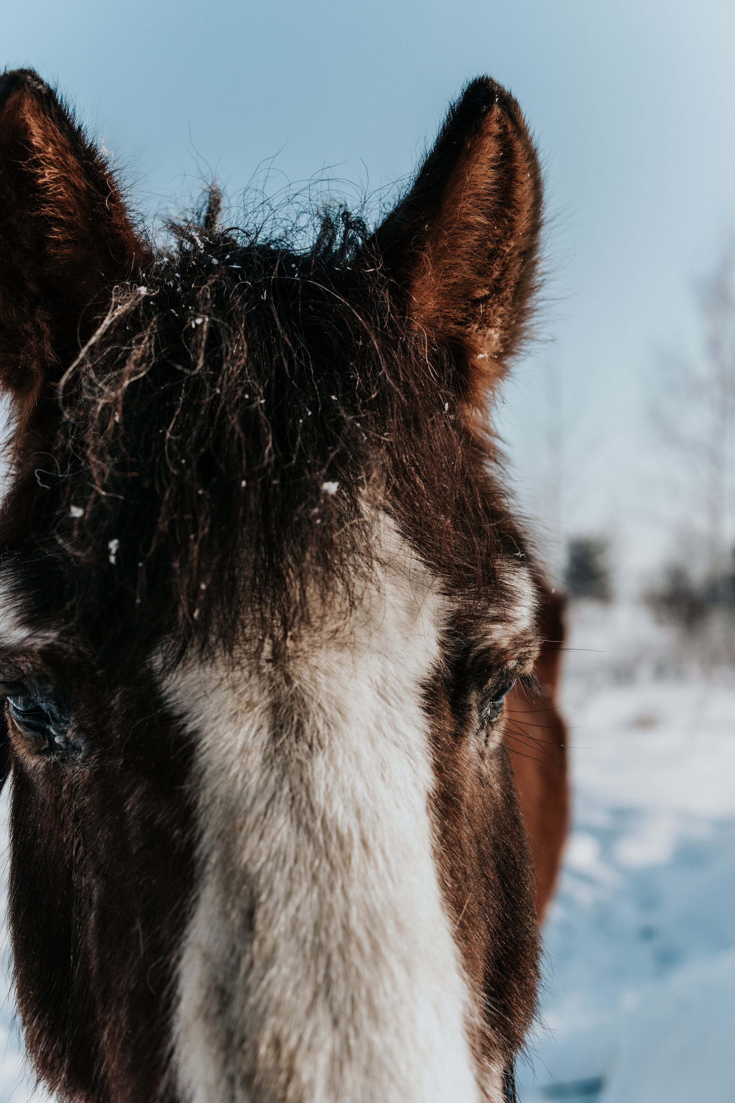Ипподром Лучик. Фотограф в Ульяновске