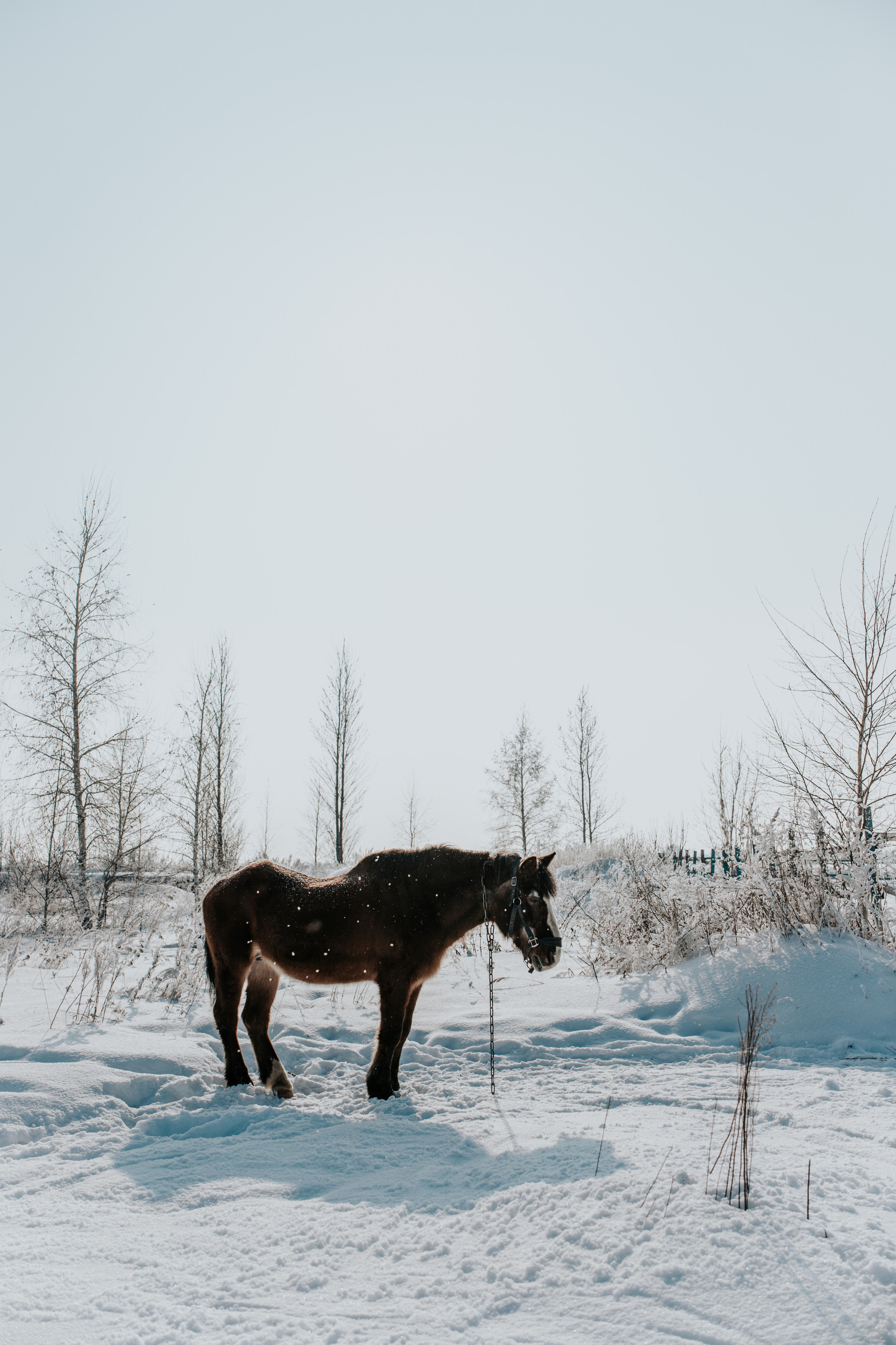 Ипподром Лучик. Фотограф в Ульяновске