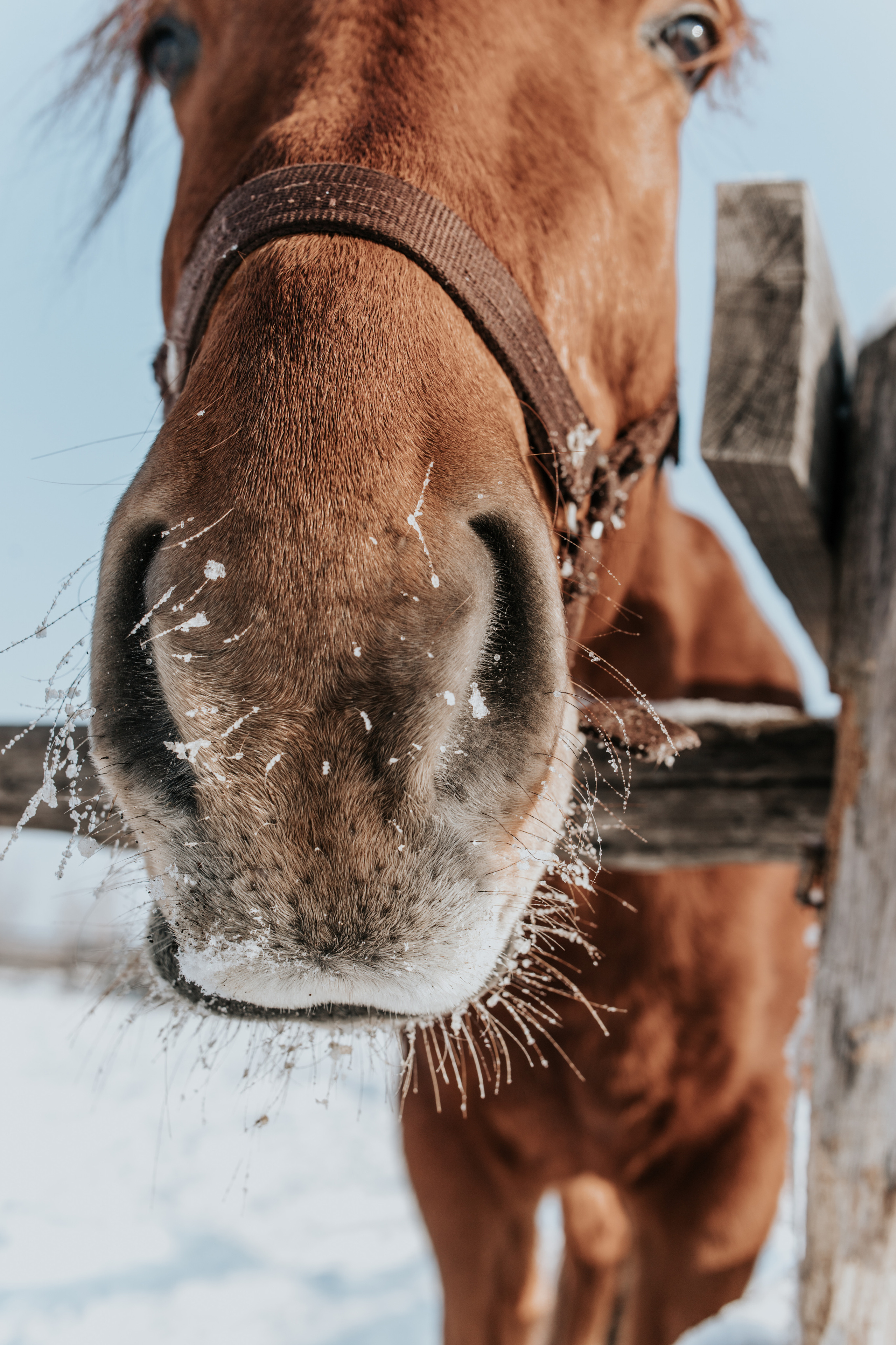 Ипподром Лучик. Фотограф в Ульяновске
