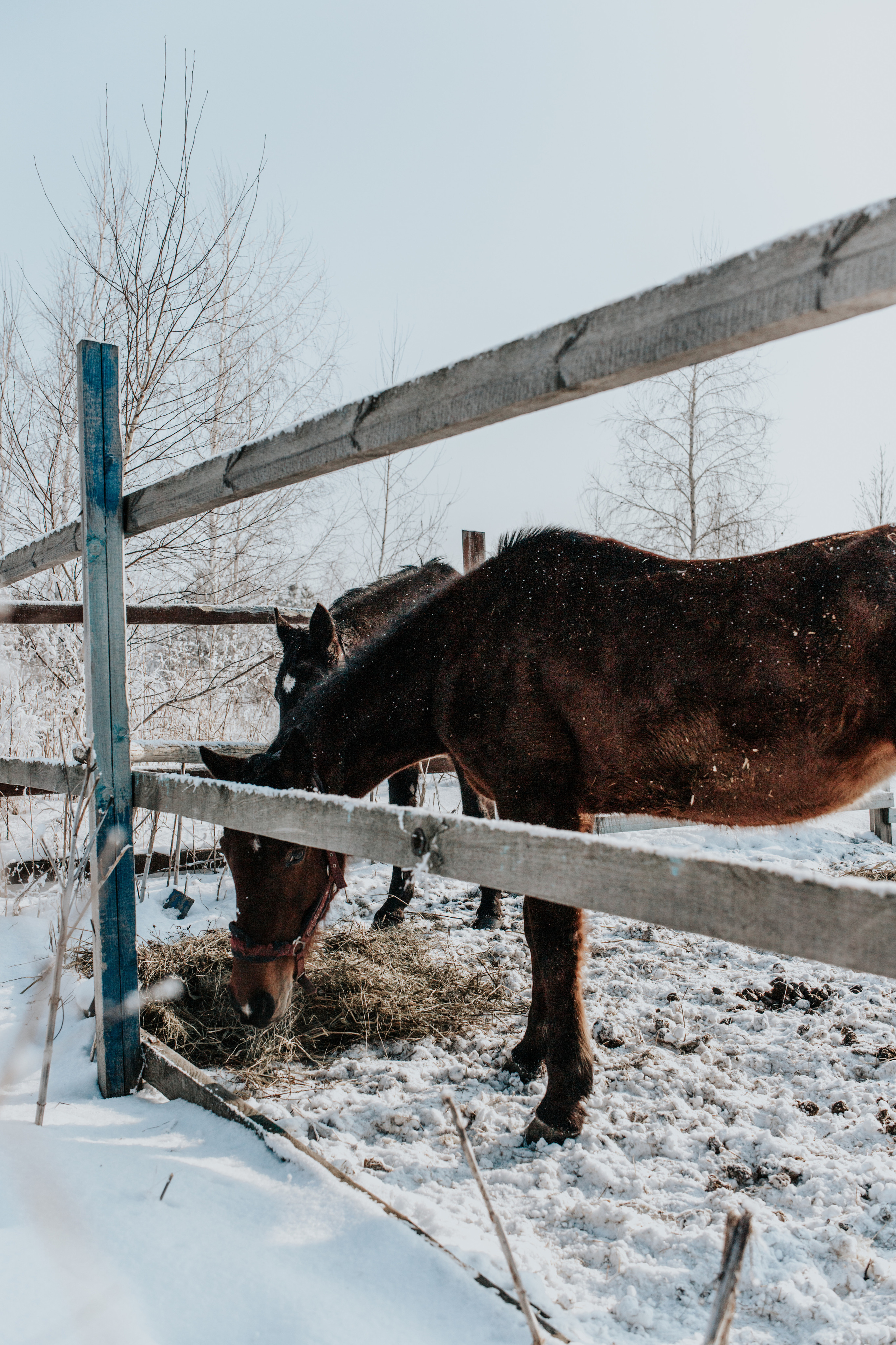 Ипподром Лучик. Фотограф в Ульяновске