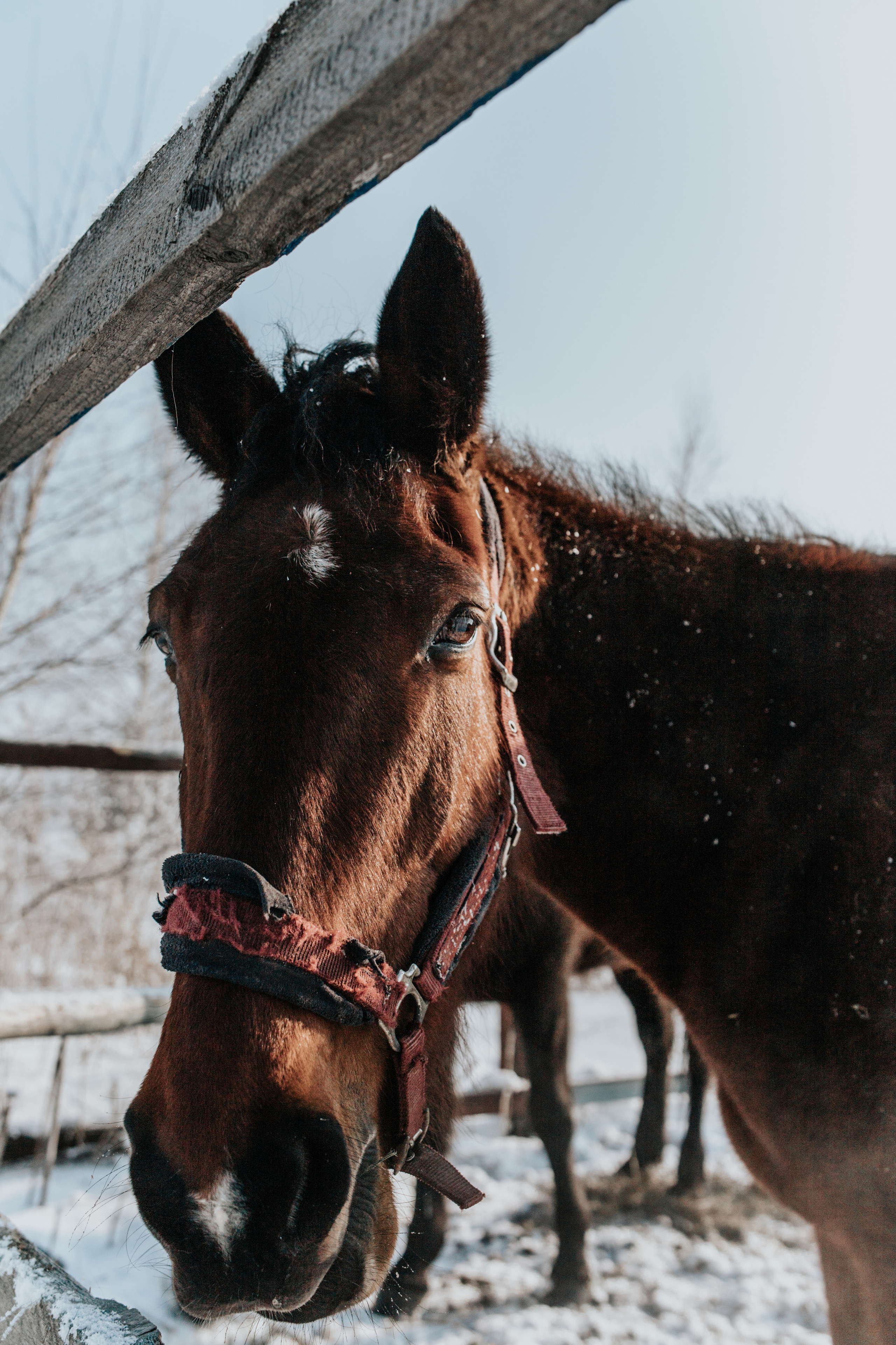 Ипподром Лучик. Фотограф в Ульяновске