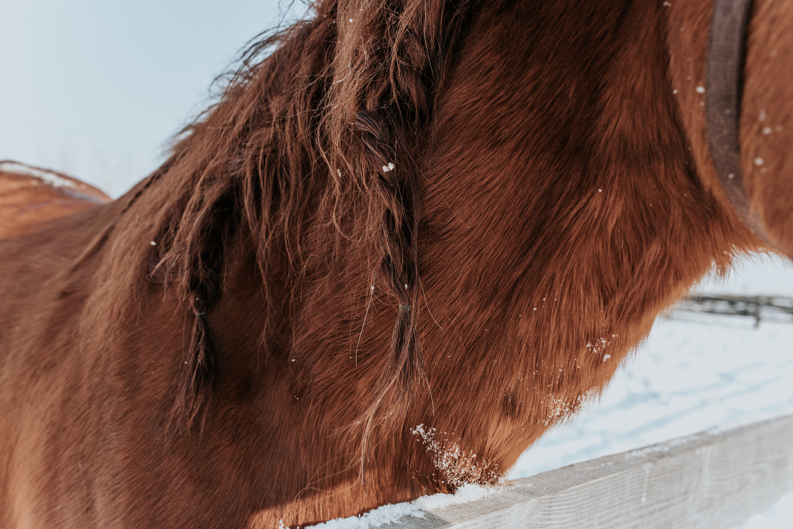 Ипподром Лучик. Фотограф в Ульяновске
