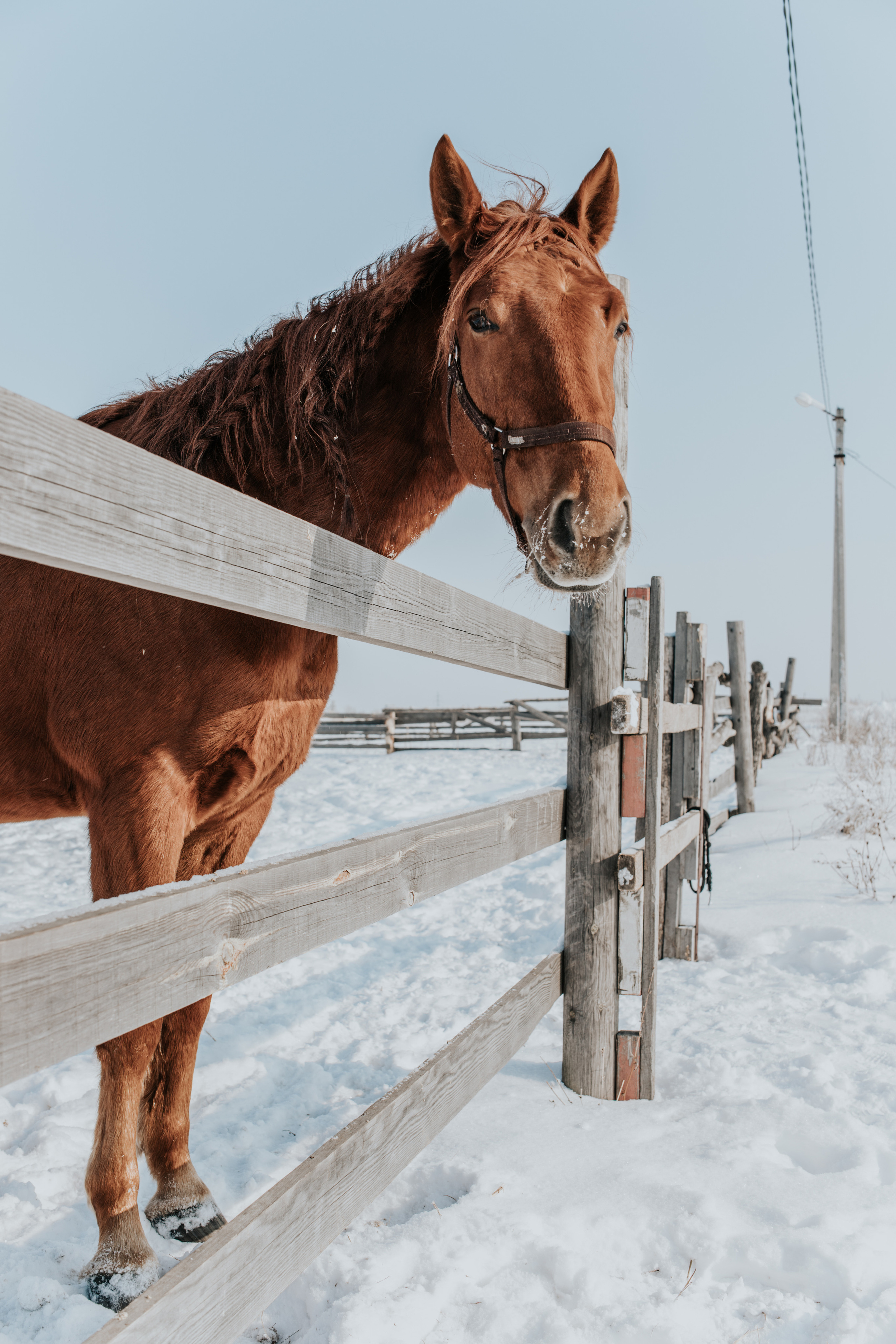 Ипподром Лучик. Фотограф в Ульяновске