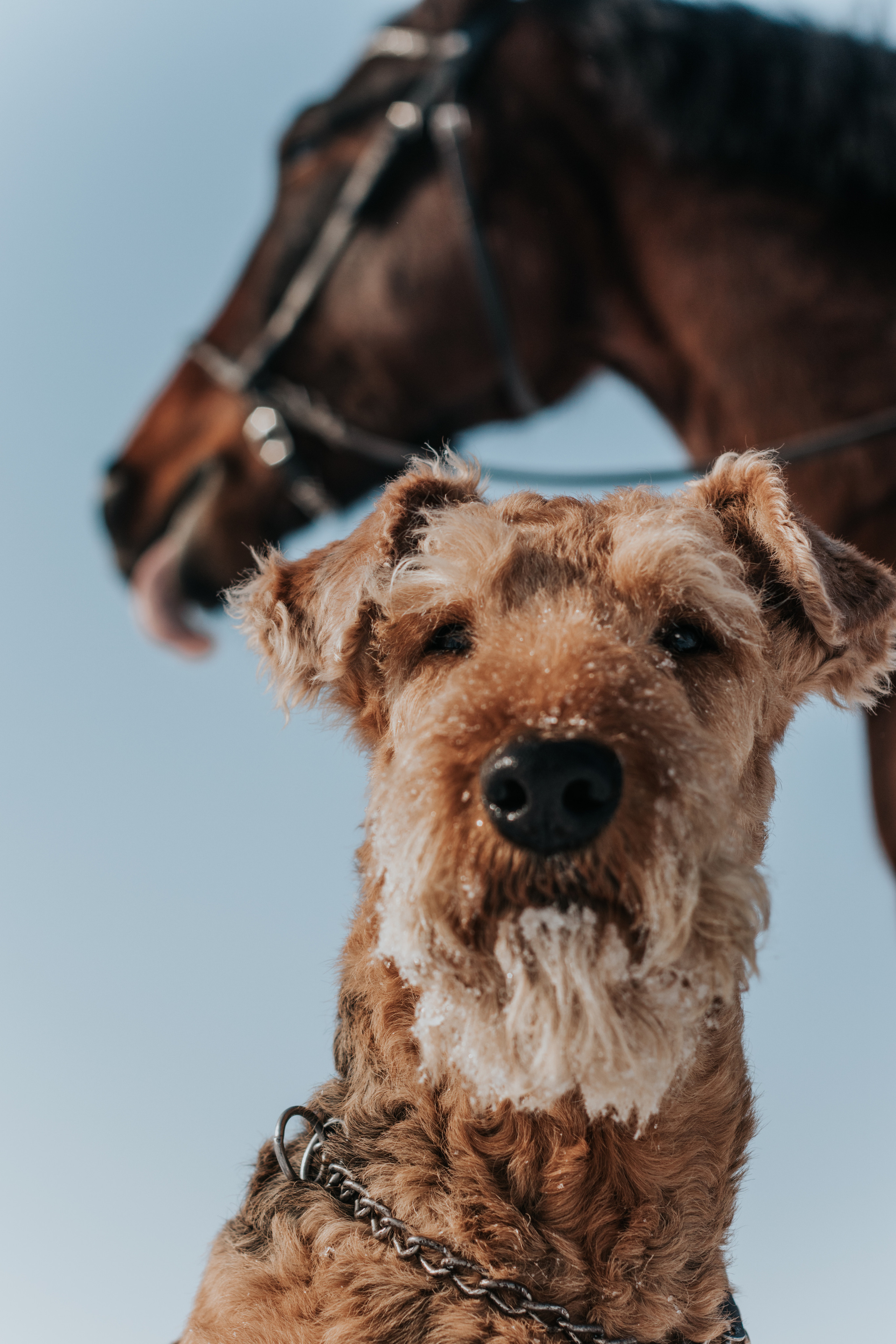 Ипподром Лучик. Фотограф в Ульяновске