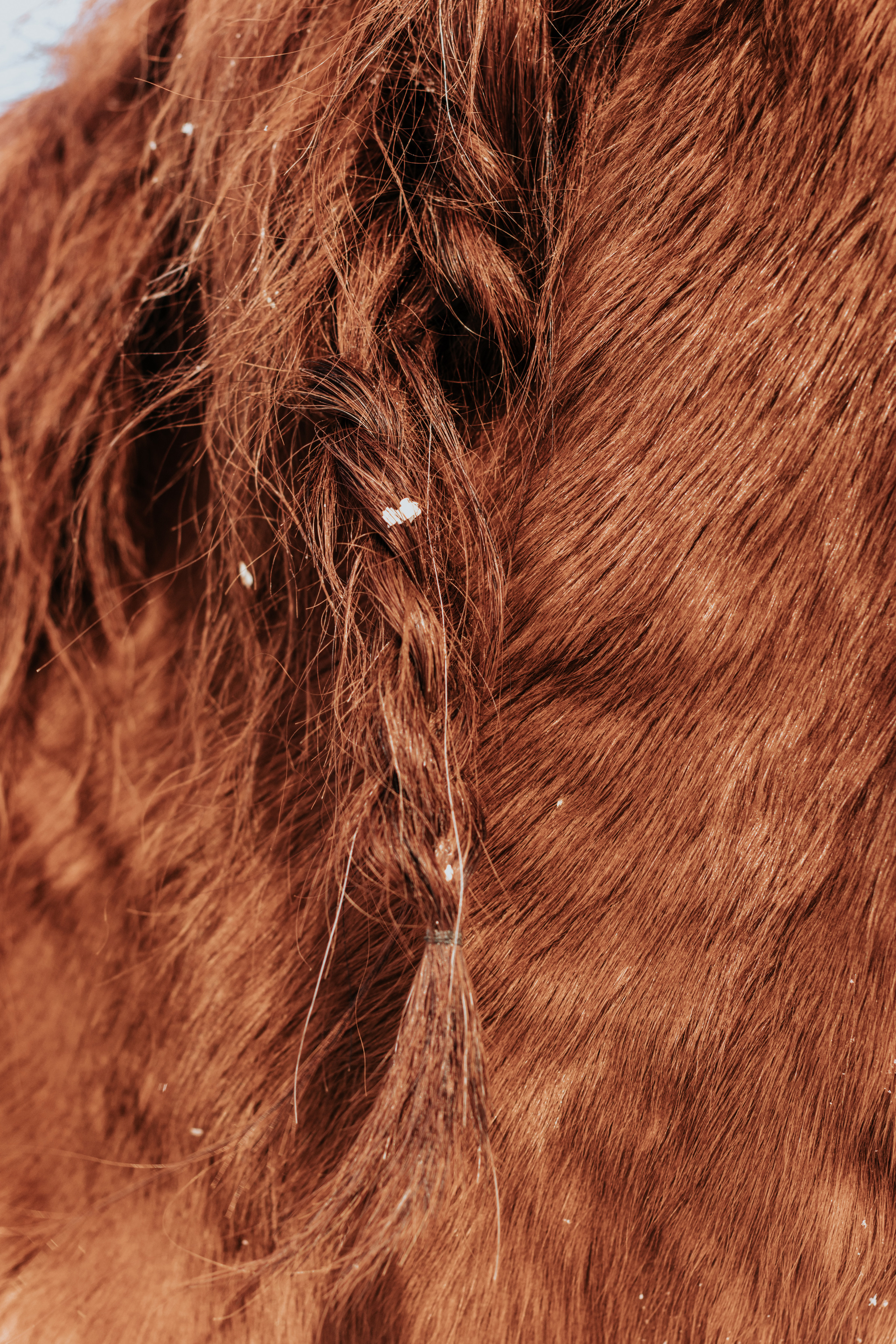 Ипподром Лучик. Фотограф в Ульяновске