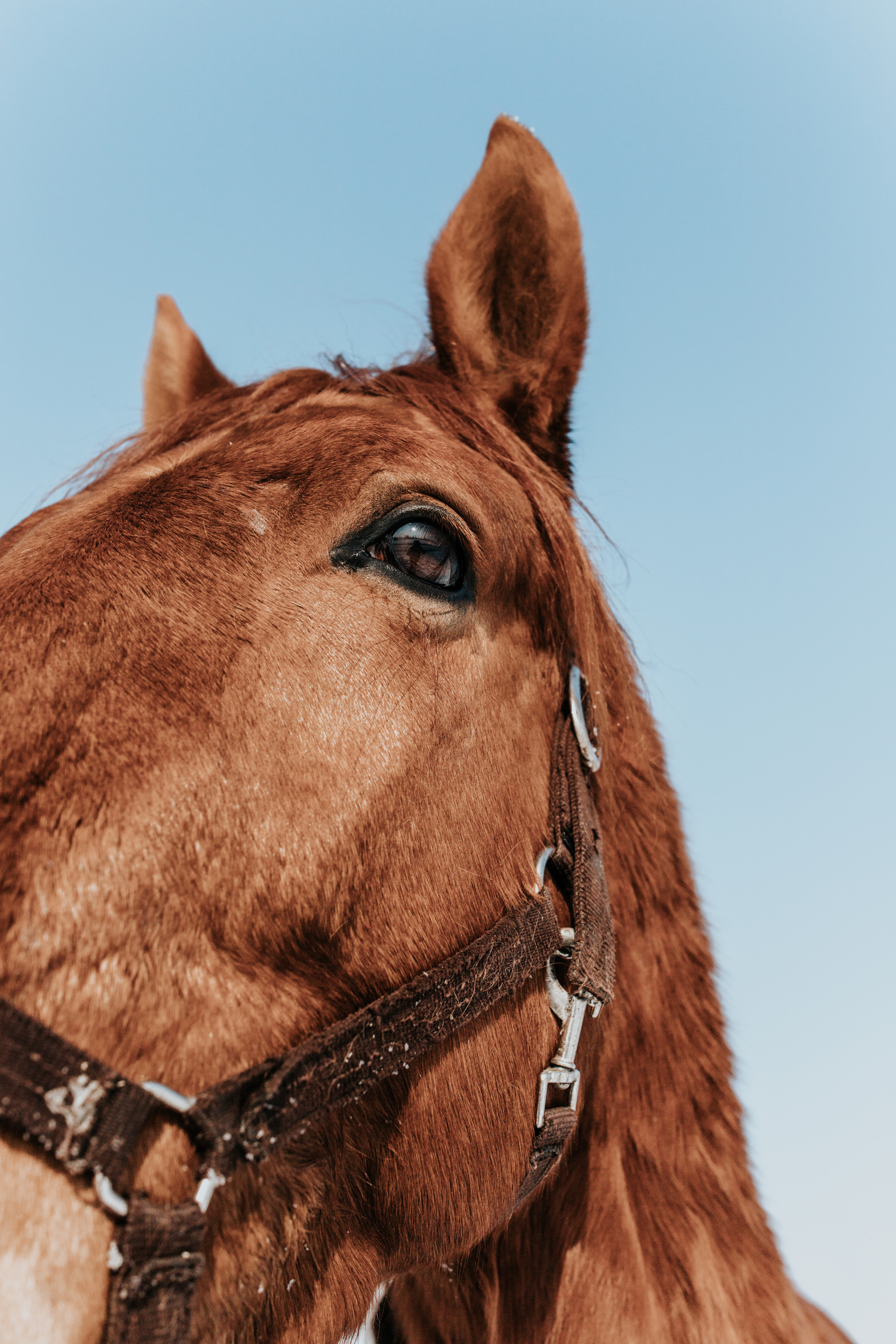 Ипподром Лучик. Фотограф в Ульяновске