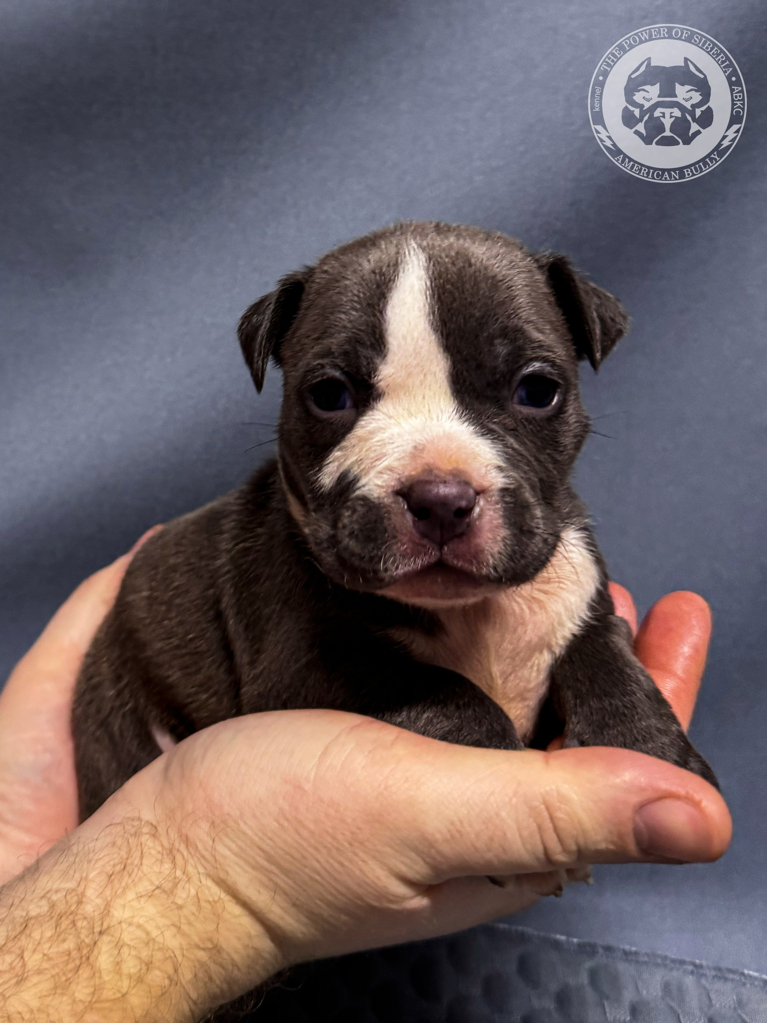 Все свободные щенки. Американский Булли в г. Ростов-на-Дону. Питомник THE POWER OF SIBERIA