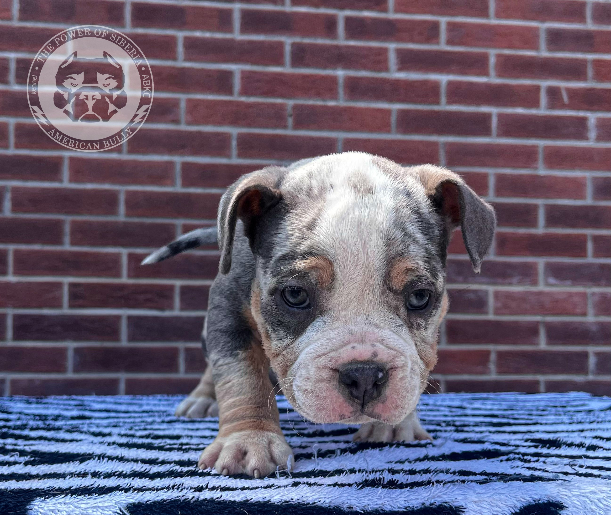 Помет Каспер и Асти. 13.04.25. Американский Булли в г. Ростов-на-Дону. Питомник THE POWER OF SIBERIA